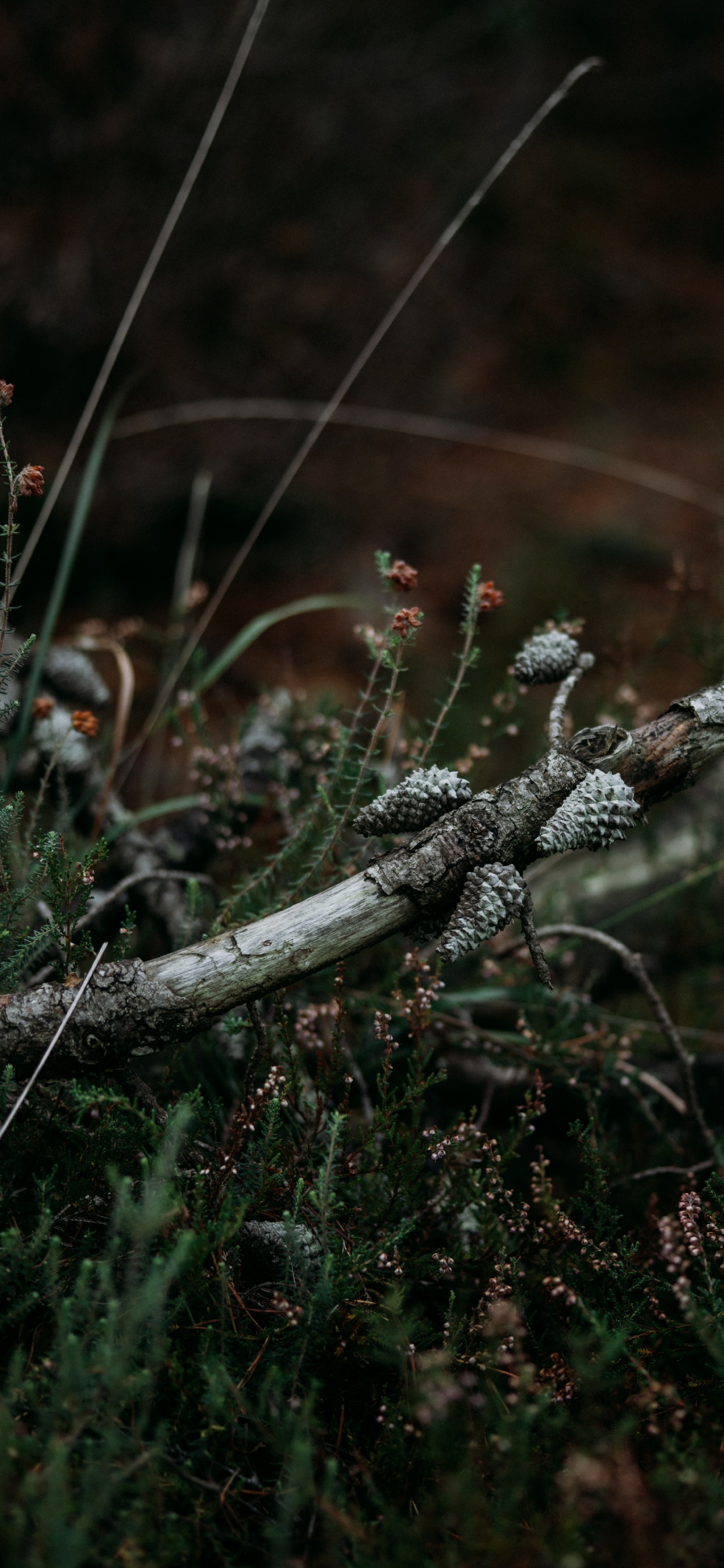 Leaf, Tree, Twig, Branch, Grasses. Wallpaper in 1242x2688 Resolution