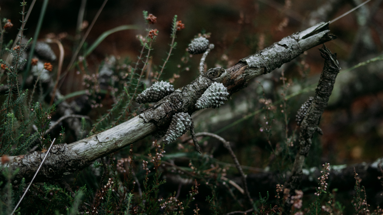 Leaf, Tree, Twig, Branch, Grasses. Wallpaper in 1280x720 Resolution