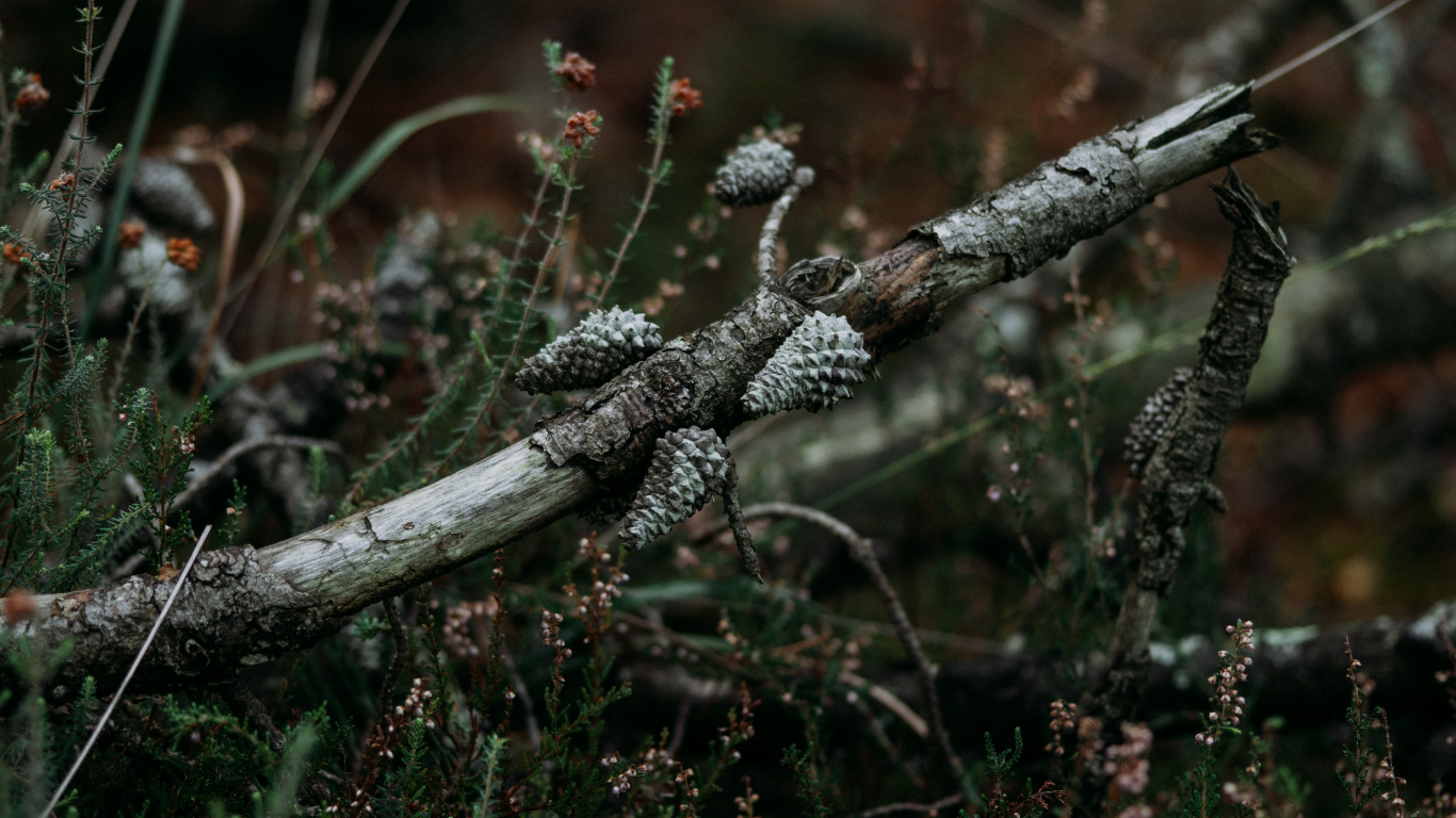 Leaf, Tree, Twig, Branch, Grasses. Wallpaper in 1366x768 Resolution