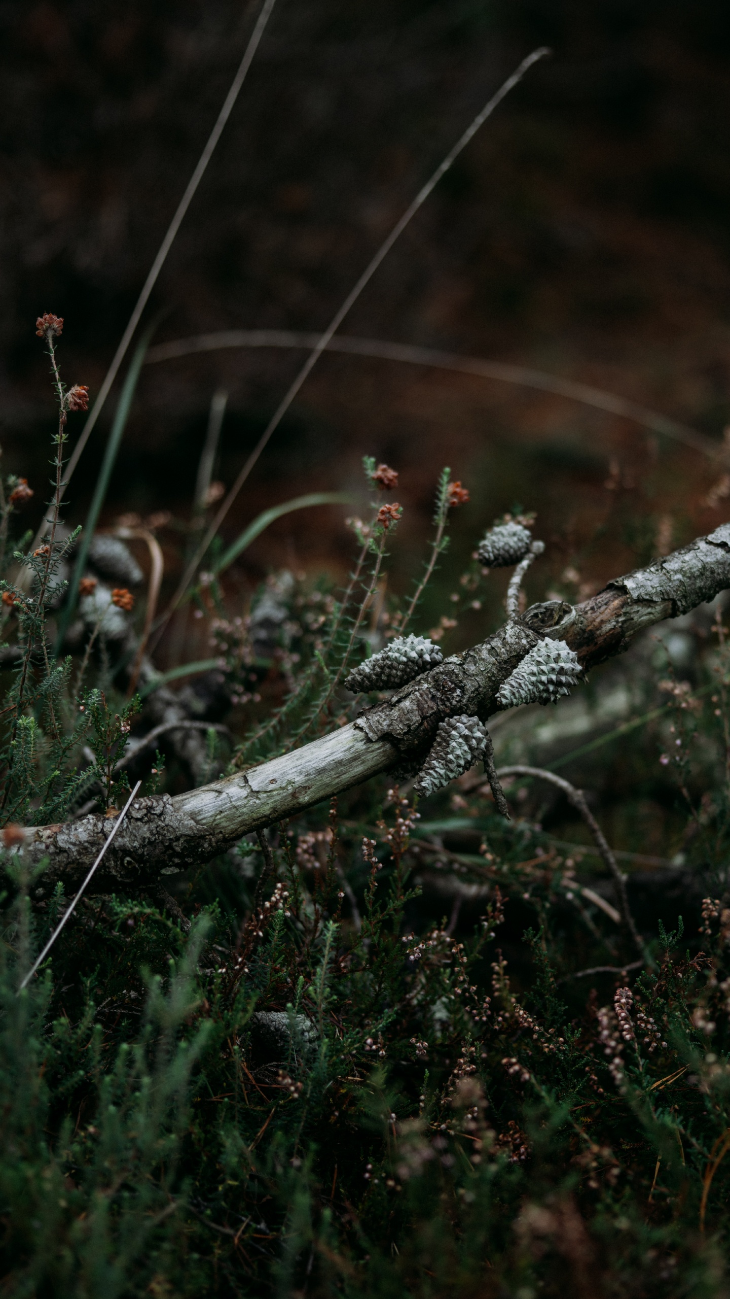 Leaf, Tree, Twig, Branch, Grasses. Wallpaper in 1440x2560 Resolution