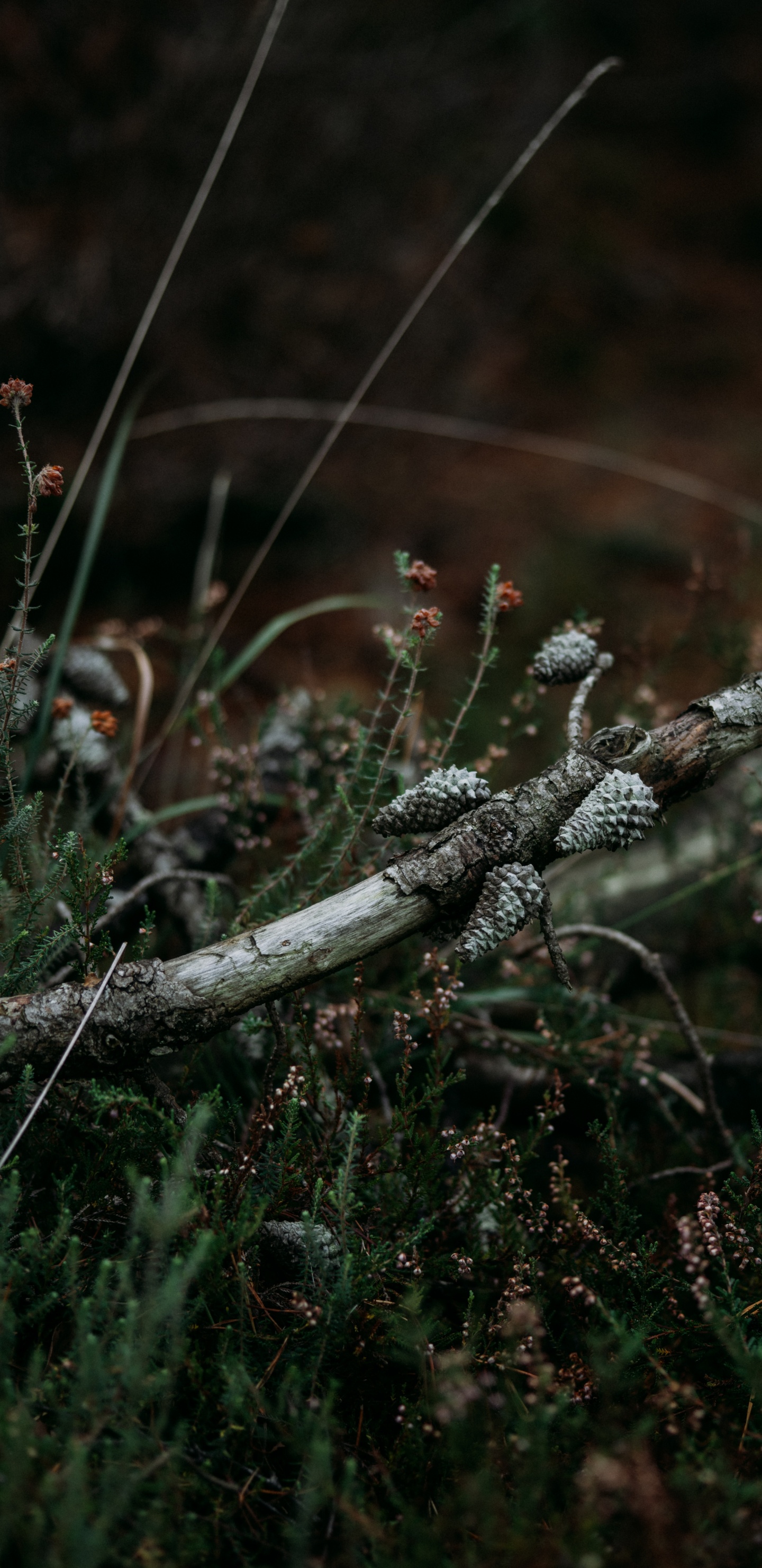 Leaf, Tree, Twig, Branch, Grasses. Wallpaper in 1440x2960 Resolution