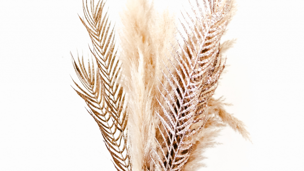 Illustration de Plume Brune et Blanche. Wallpaper in 1280x720 Resolution