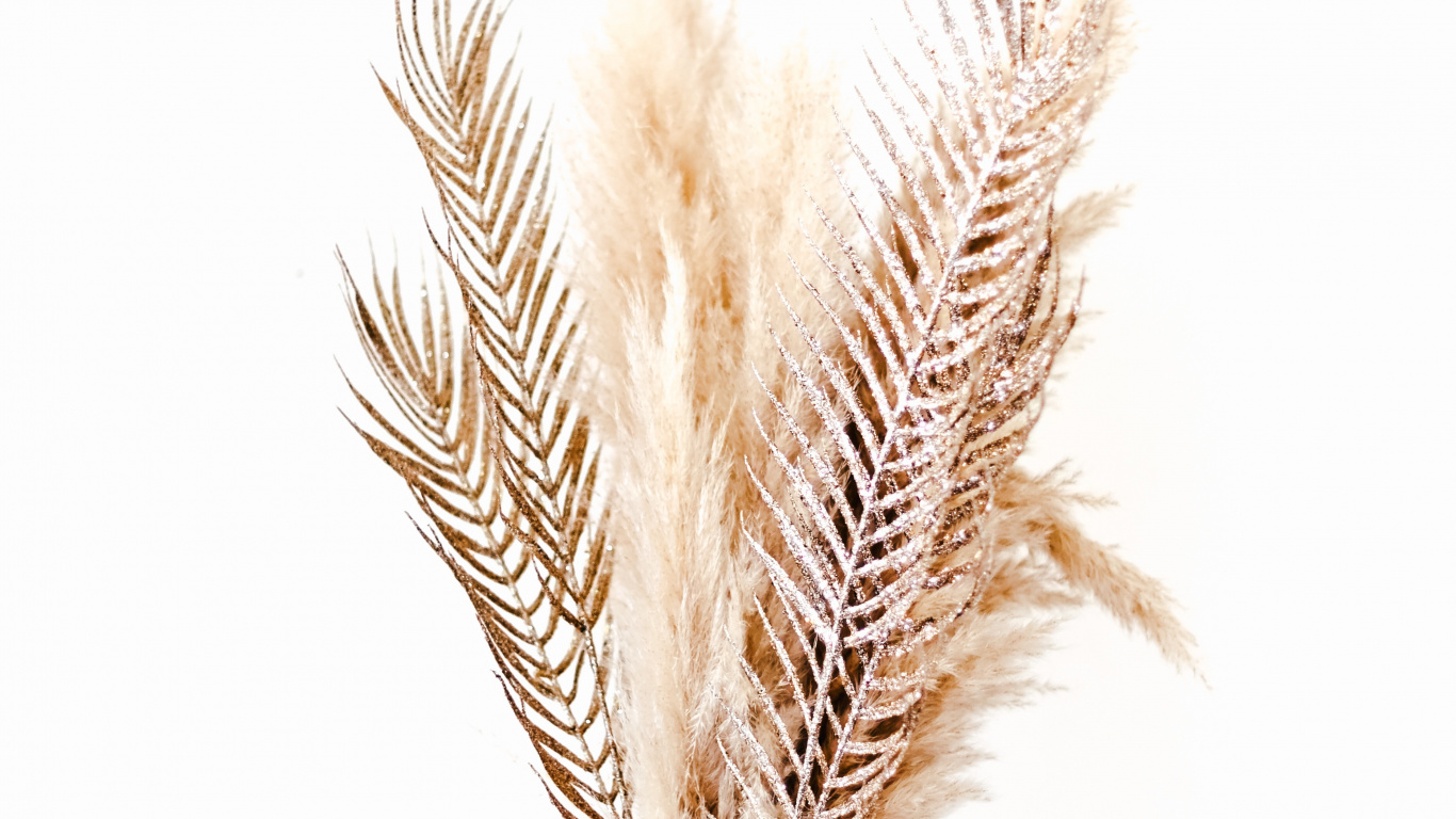 Illustration de Plume Brune et Blanche. Wallpaper in 1366x768 Resolution