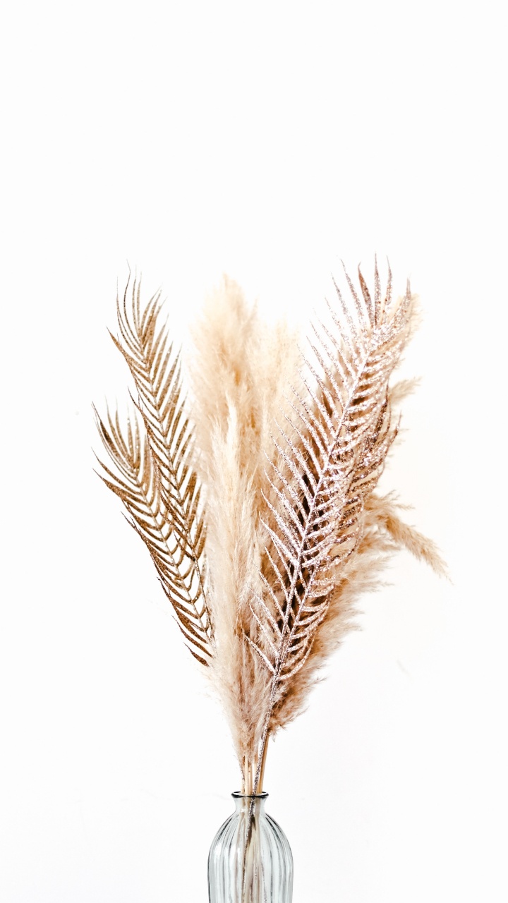 Illustration de Plume Brune et Blanche. Wallpaper in 720x1280 Resolution