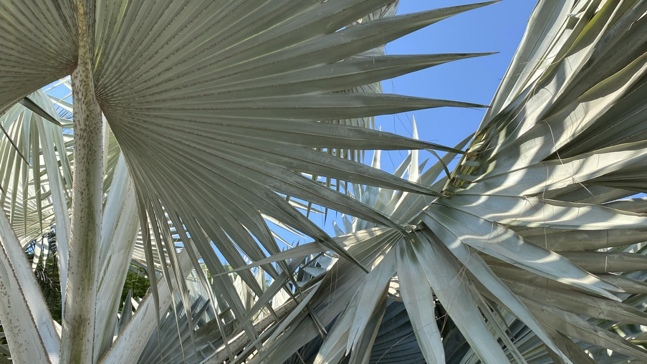 Date Palm, Daytime, Botany, Woody Plant, Terrestrial Plant. Wallpaper in 1280x720 Resolution