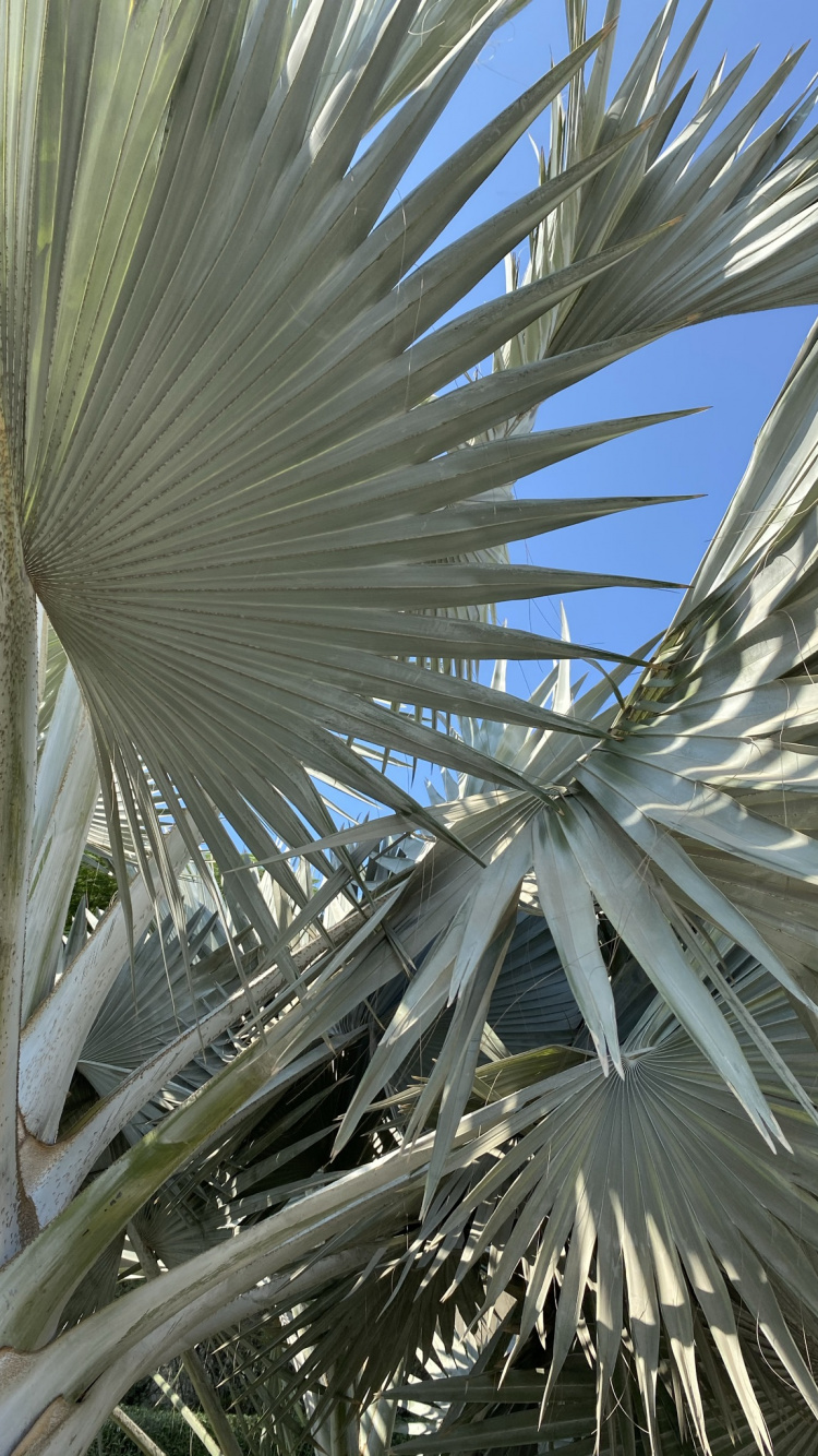 Date Palm, Daytime, Botany, Woody Plant, Terrestrial Plant. Wallpaper in 750x1334 Resolution