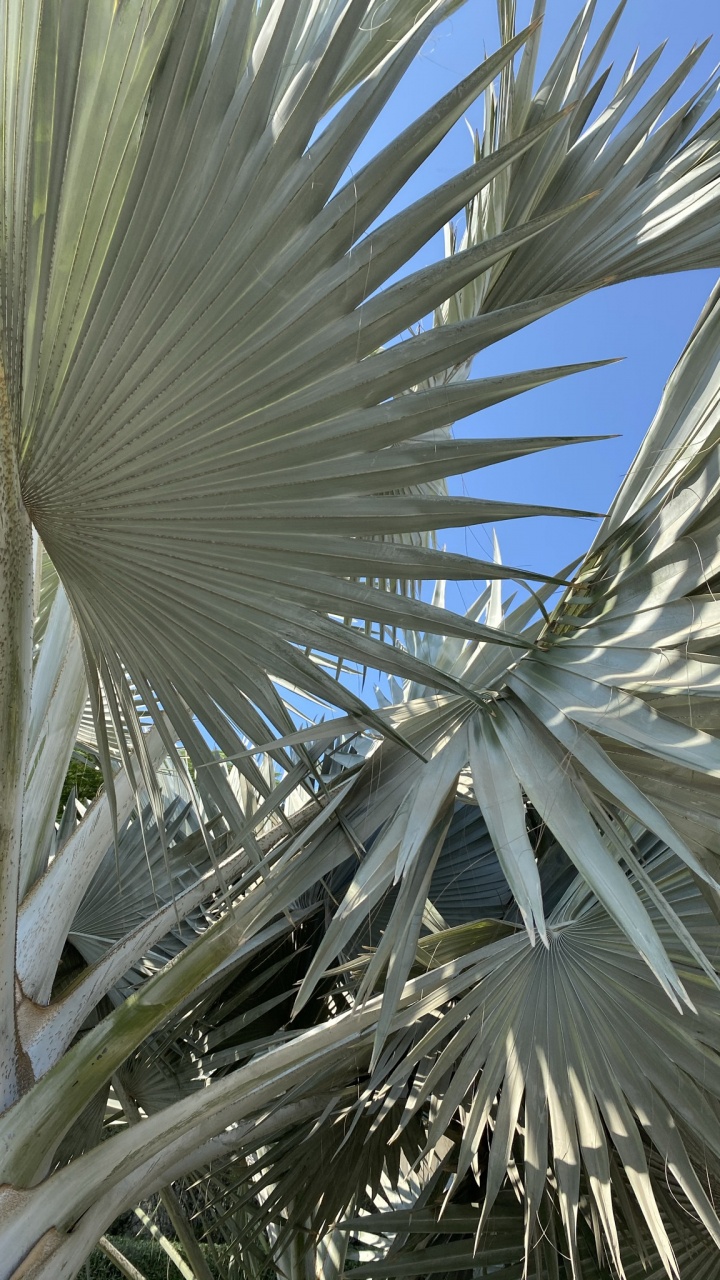 Dattier, la Journée, Botanique, Plantes Ligneuses, Plante Terrestre. Wallpaper in 720x1280 Resolution