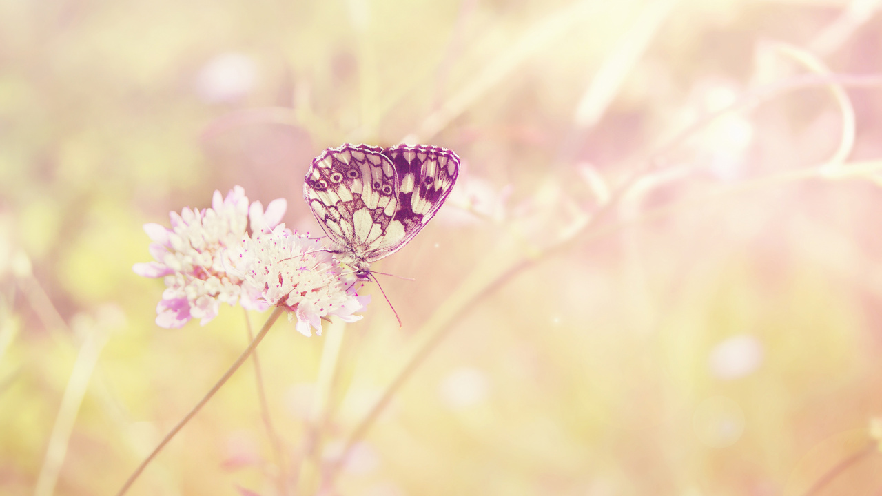 Black and White Butterfly Perched on Pink Flower in Close up Photography During Daytime. Wallpaper in 1280x720 Resolution