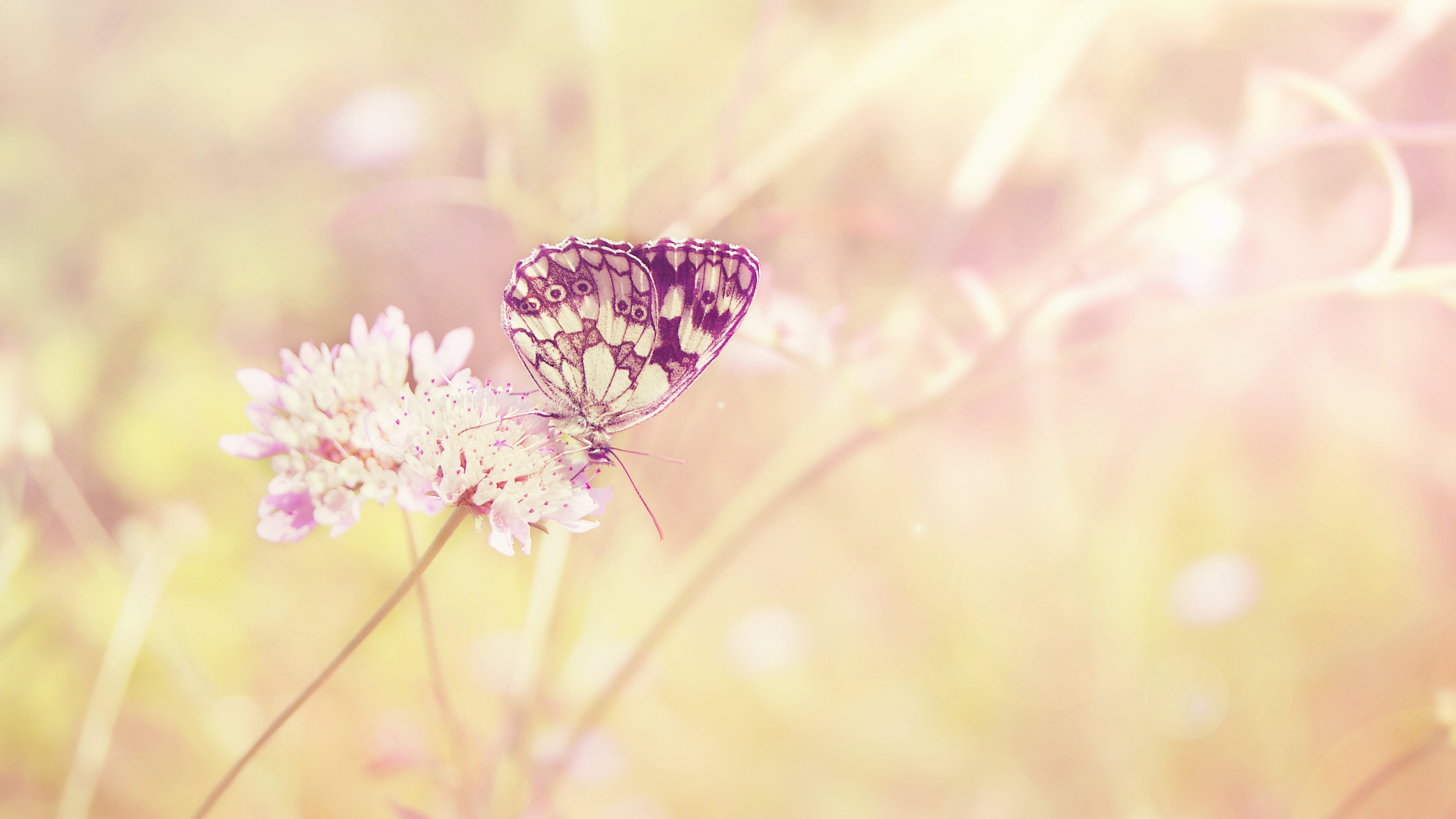 Black and White Butterfly Perched on Pink Flower in Close up Photography During Daytime. Wallpaper in 3840x2160 Resolution
