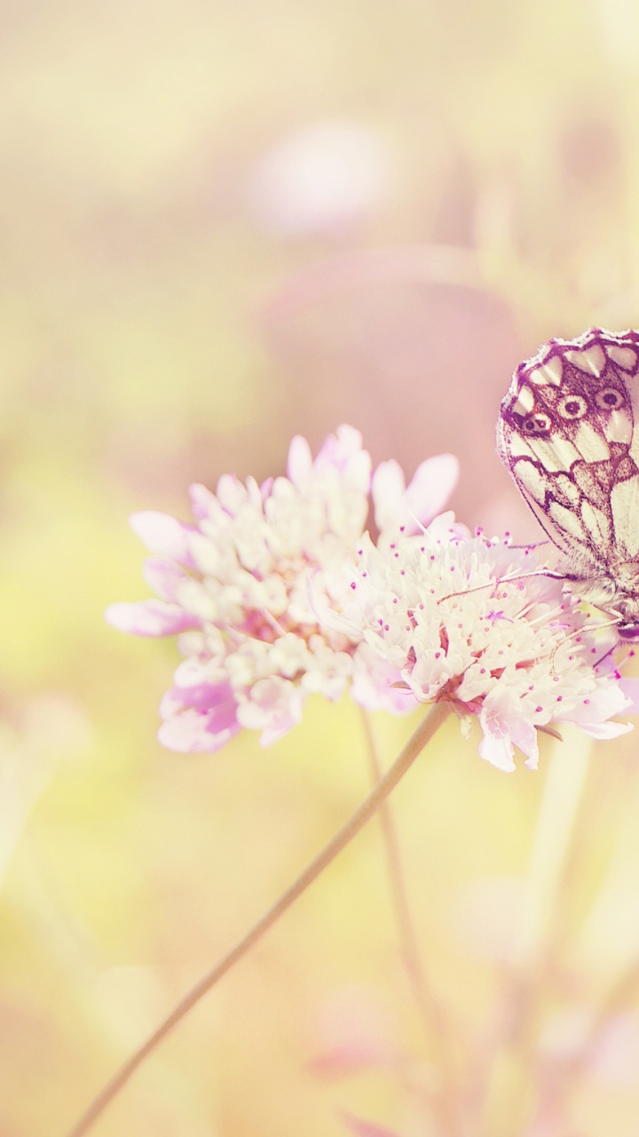 Black and White Butterfly Perched on Pink Flower in Close up Photography During Daytime. Wallpaper in 720x1280 Resolution