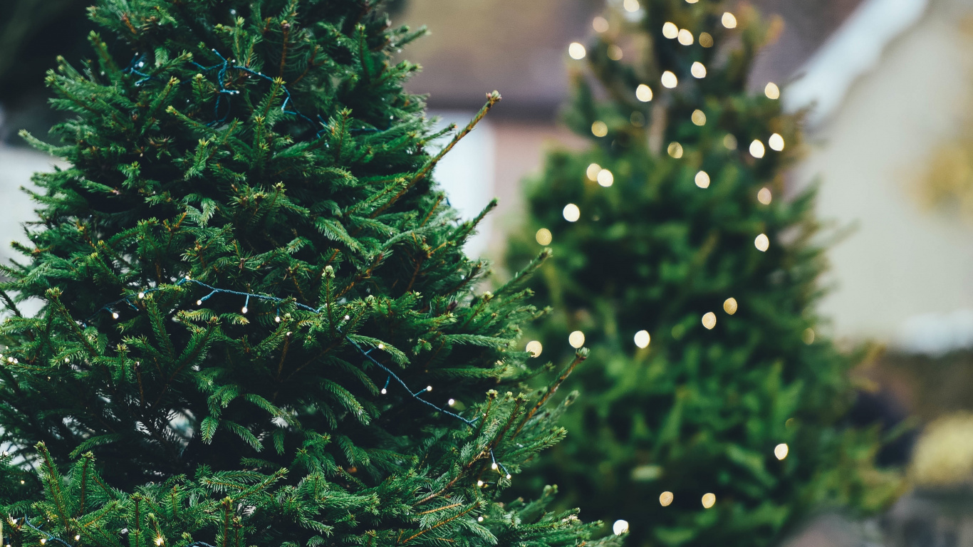 Weihnachtsbaum, Weihnachten, Baum, Immergrün, Biome. Wallpaper in 1366x768 Resolution