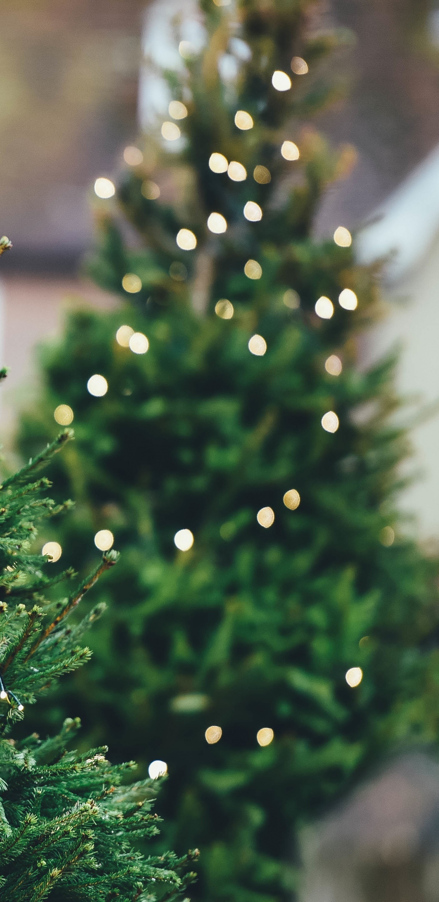 Weihnachtsbaum, Weihnachten, Baum, Immergrün, Biome. Wallpaper in 1440x2960 Resolution