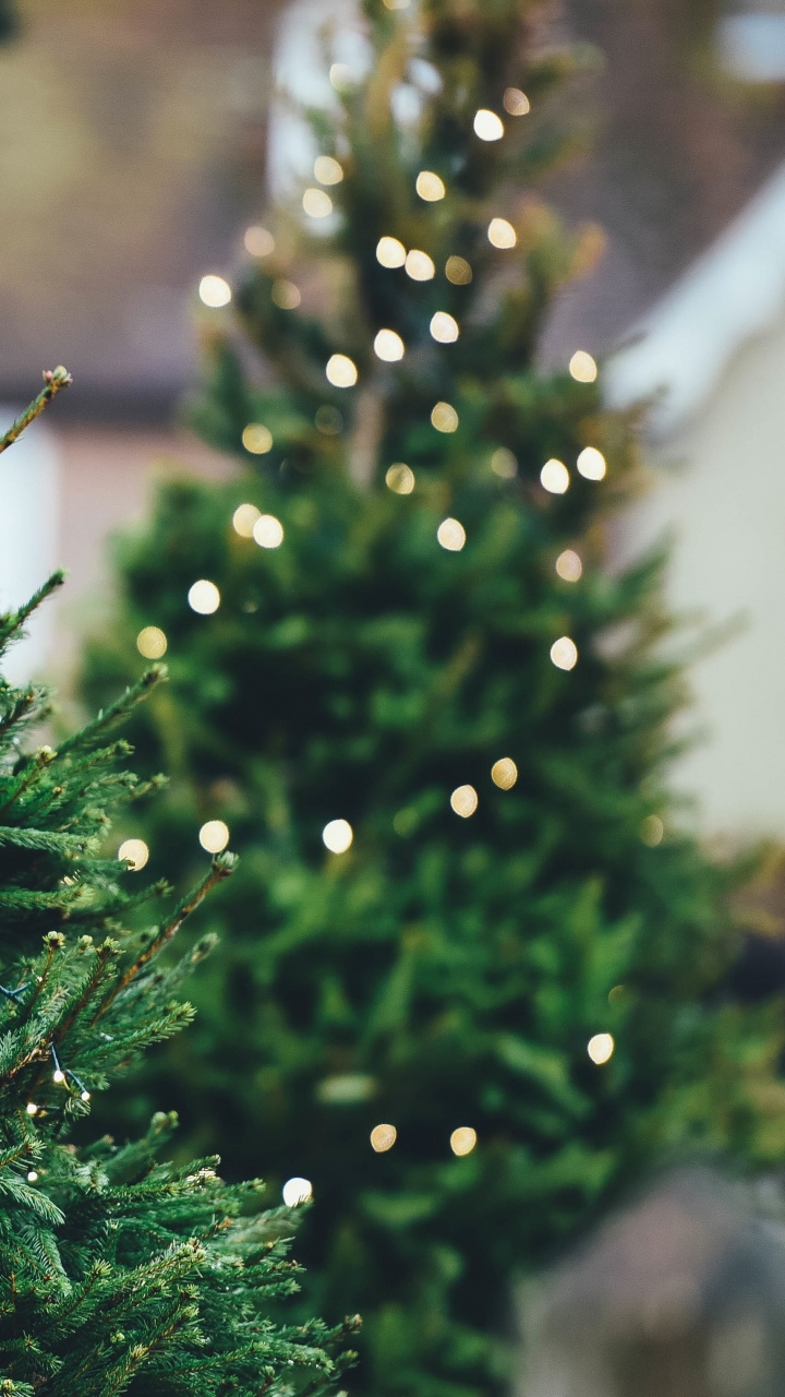Weihnachtsbaum, Weihnachten, Baum, Immergrün, Biome. Wallpaper in 720x1280 Resolution