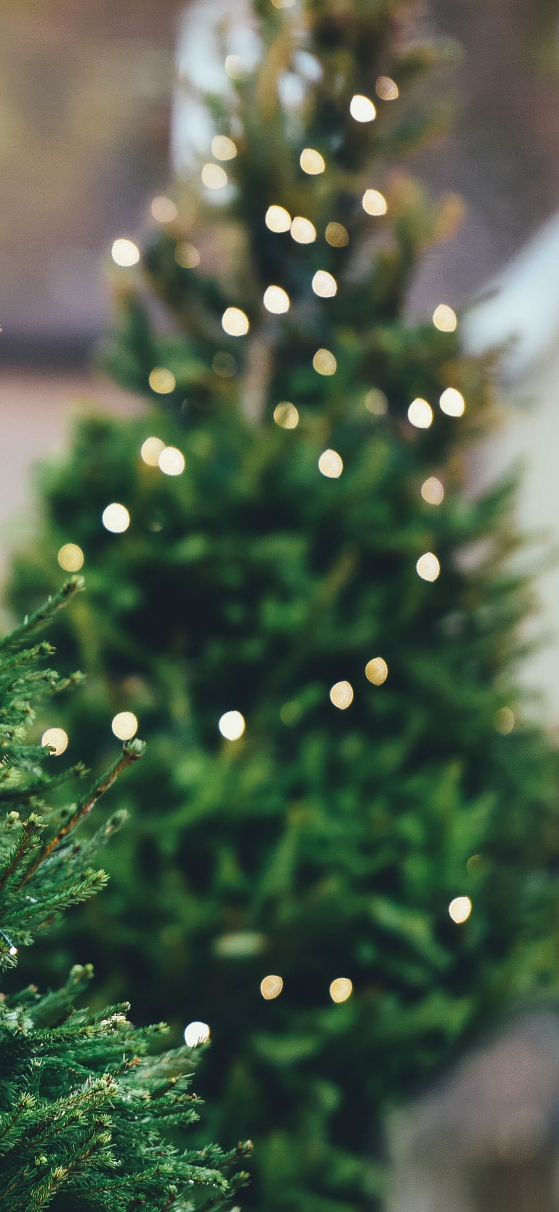 Christmas Tree, Christmas Day, Tree, Swiatla Choinki, Pine. Wallpaper in 1125x2436 Resolution