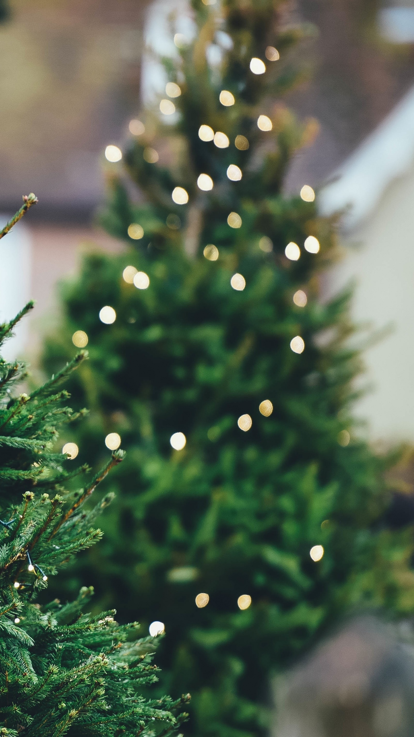 Christmas Tree, Christmas Day, Tree, Swiatla Choinki, Pine. Wallpaper in 1440x2560 Resolution