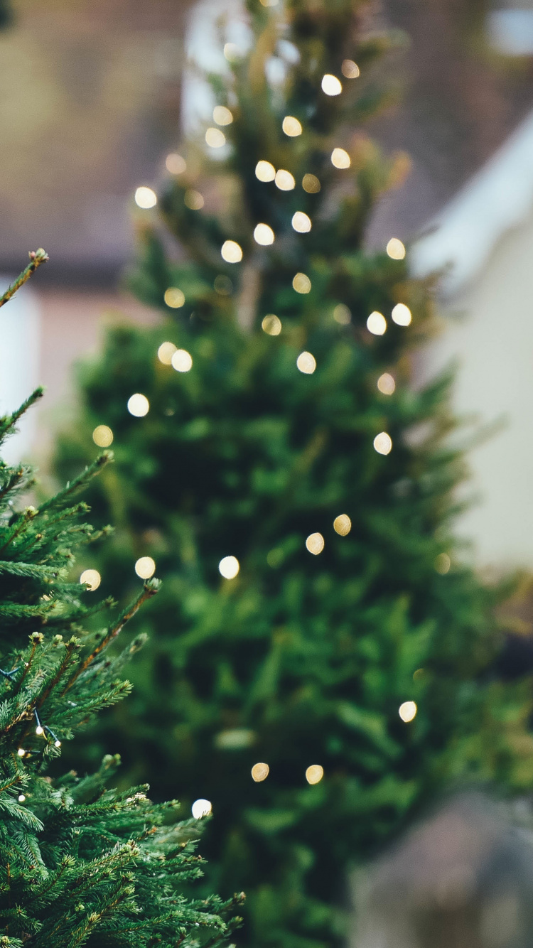 Christmas Tree, Christmas Day, Tree, Swiatla Choinki, Pine. Wallpaper in 750x1334 Resolution