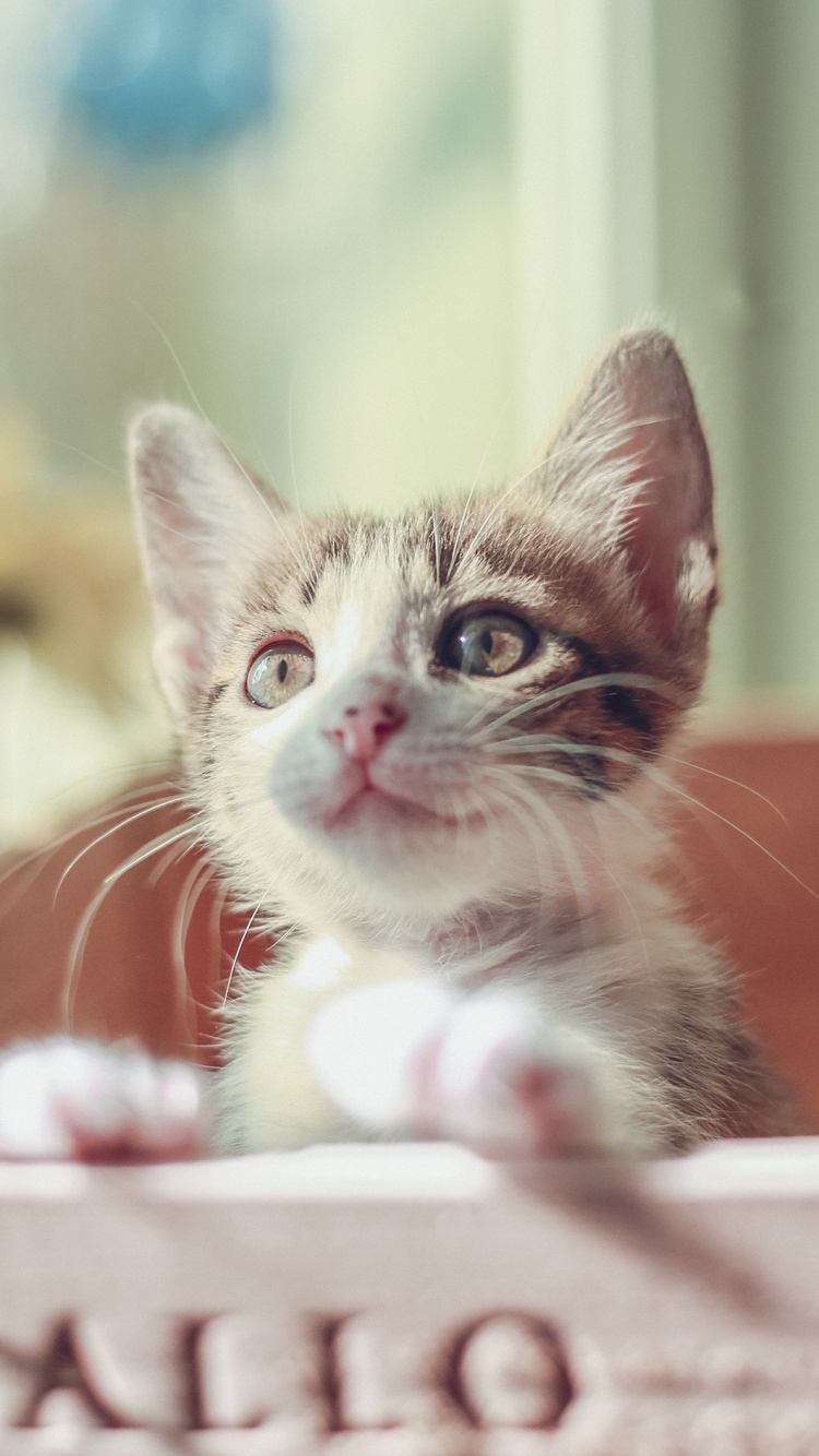 Brown Tabby Kitten on Brown Wooden Crate. Wallpaper in 750x1334 Resolution