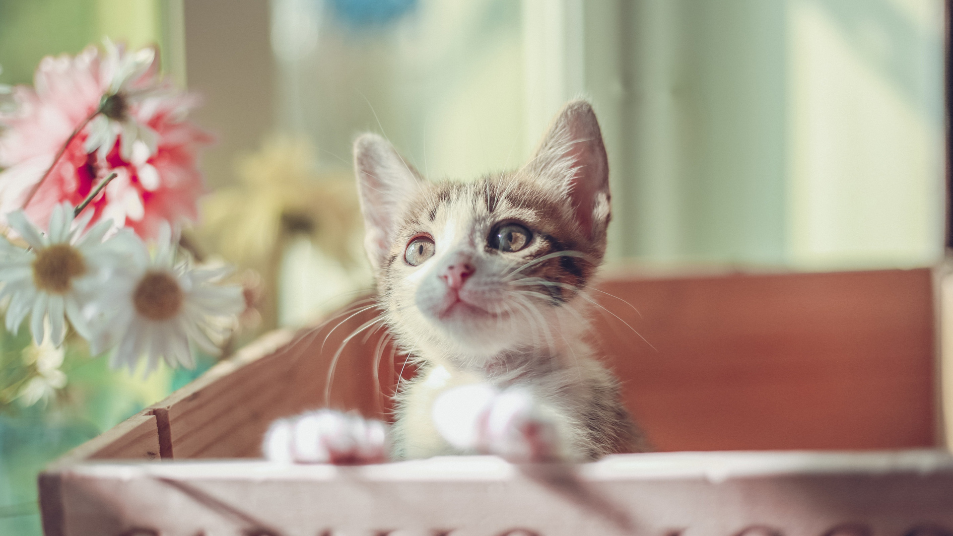 Chaton Tabby Brun Sur Une Caisse en Bois Marron. Wallpaper in 1920x1080 Resolution