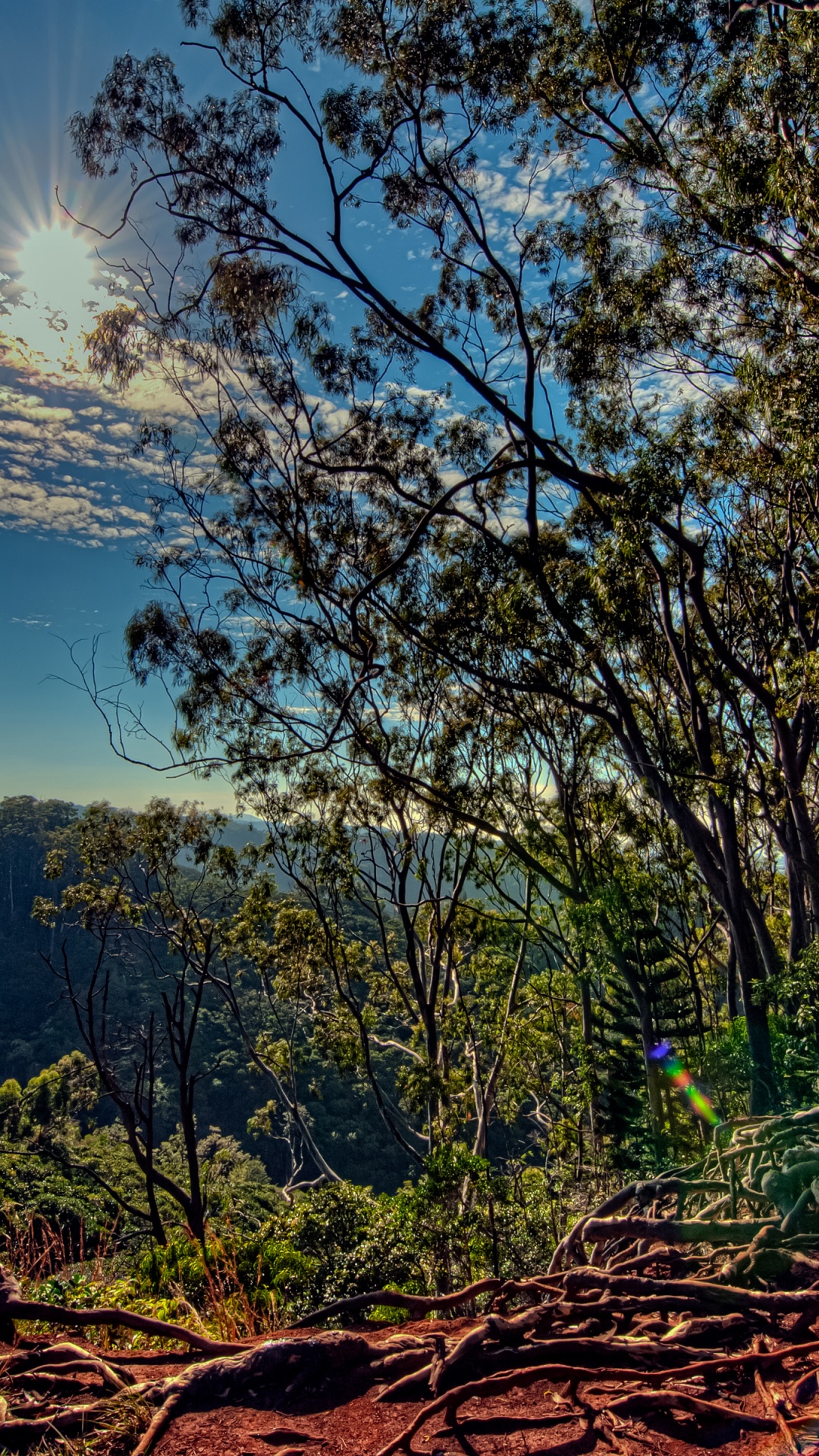 Green Trees Under Blue Sky During Daytime. Wallpaper in 1080x1920 Resolution