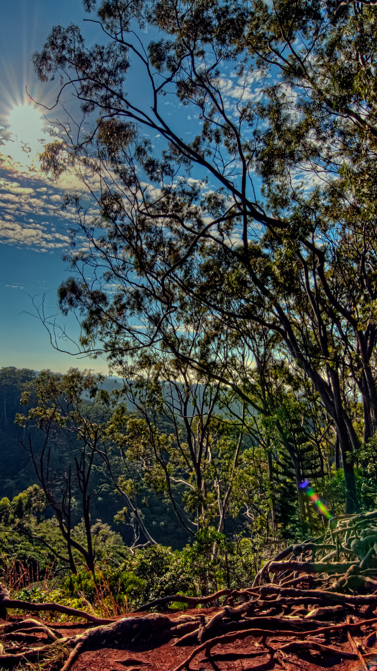 Green Trees Under Blue Sky During Daytime. Wallpaper in 750x1334 Resolution