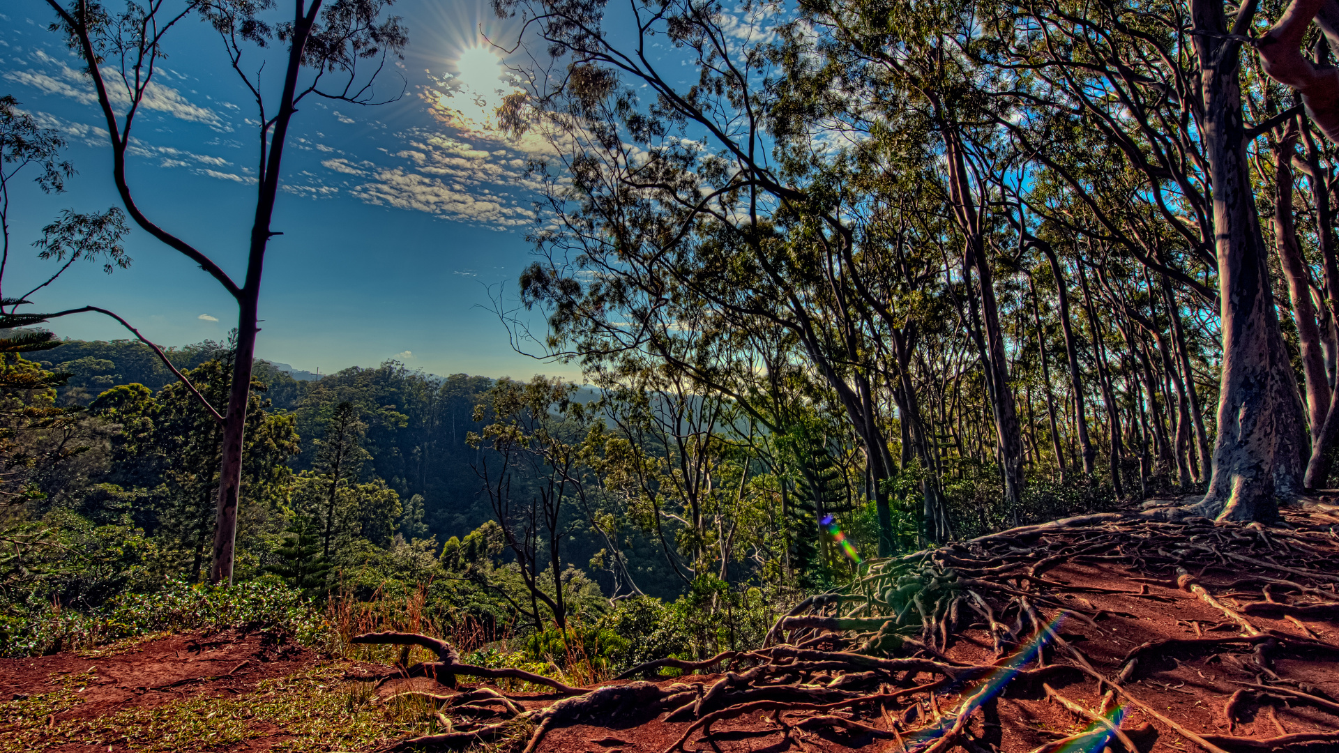 性质, 自然景观, 森林, 植被, 林地 壁纸 1920x1080 允许