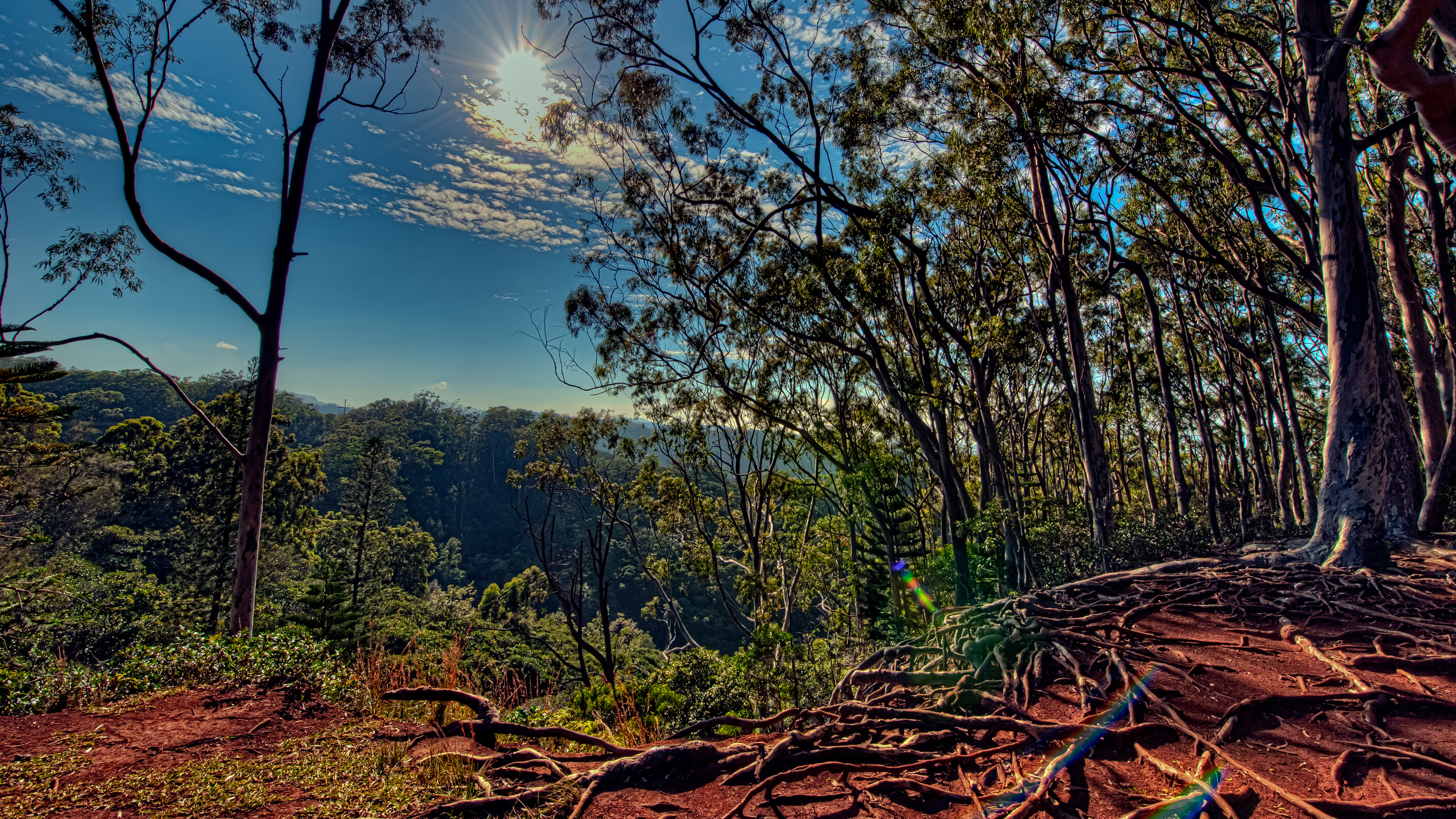 性质, 自然景观, 森林, 植被, 林地 壁纸 3840x2160 允许