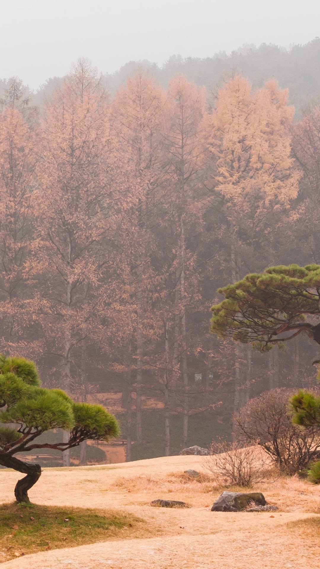 Green Trees on Brown Soil During Daytime. Wallpaper in 1080x1920 Resolution