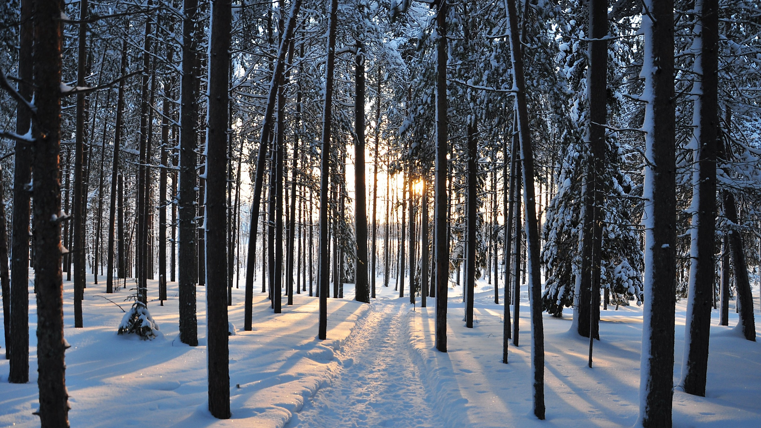 Arbres Couverts de Neige Pendant la Journée. Wallpaper in 2560x1440 Resolution
