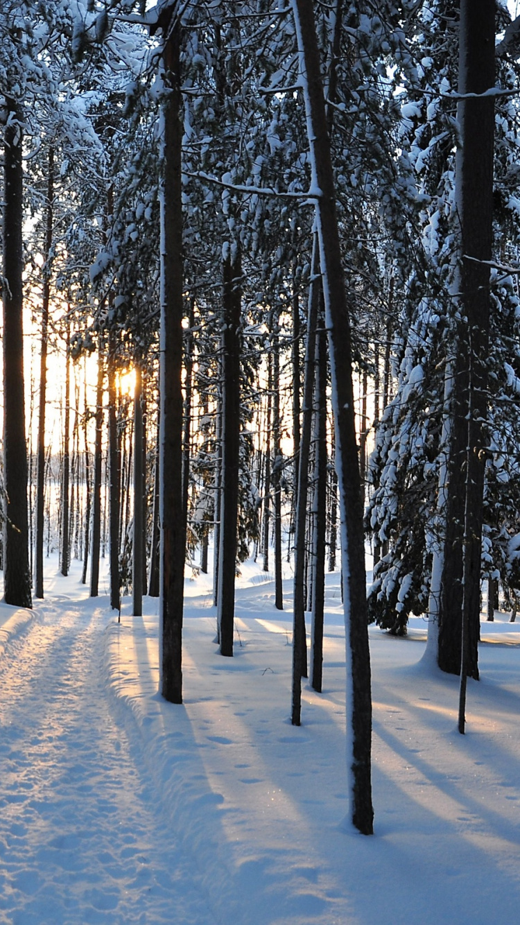 Arbres Couverts de Neige Pendant la Journée. Wallpaper in 750x1334 Resolution