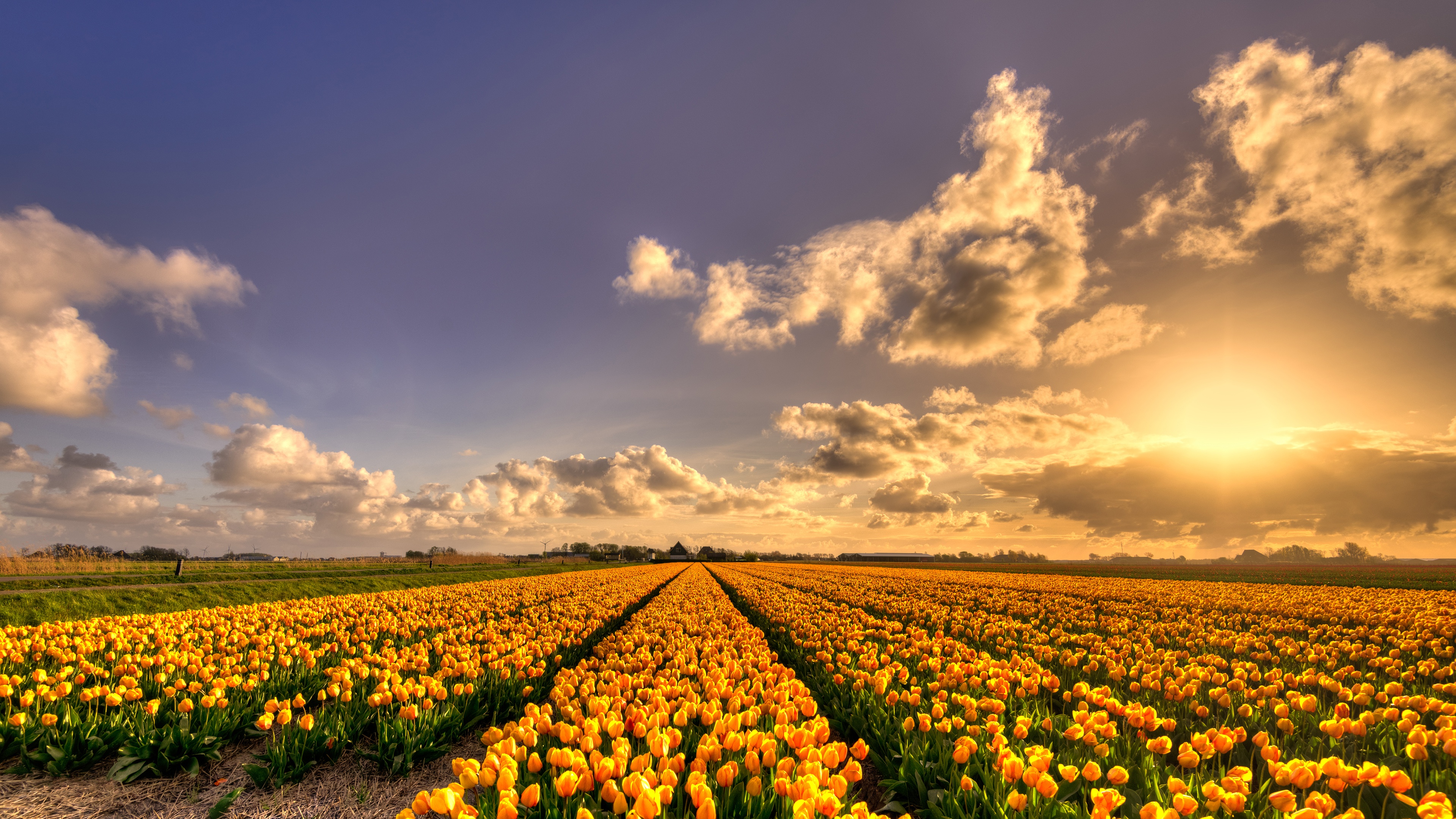 Champ de Fleurs Jaunes Sous Ciel Nuageux Pendant la Journée. Wallpaper in 3840x2160 Resolution