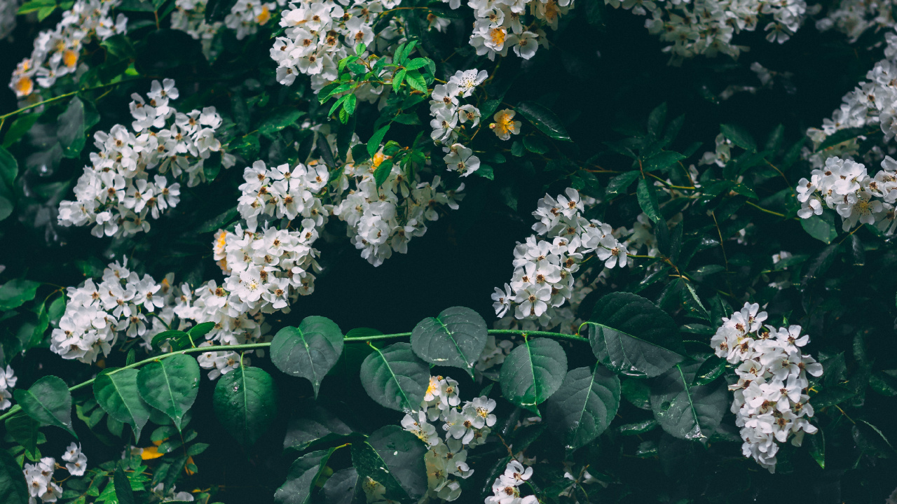 White Flowers With Green Leaves. Wallpaper in 1280x720 Resolution