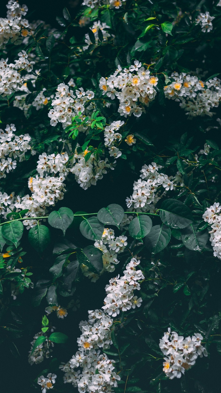 White Flowers With Green Leaves. Wallpaper in 720x1280 Resolution