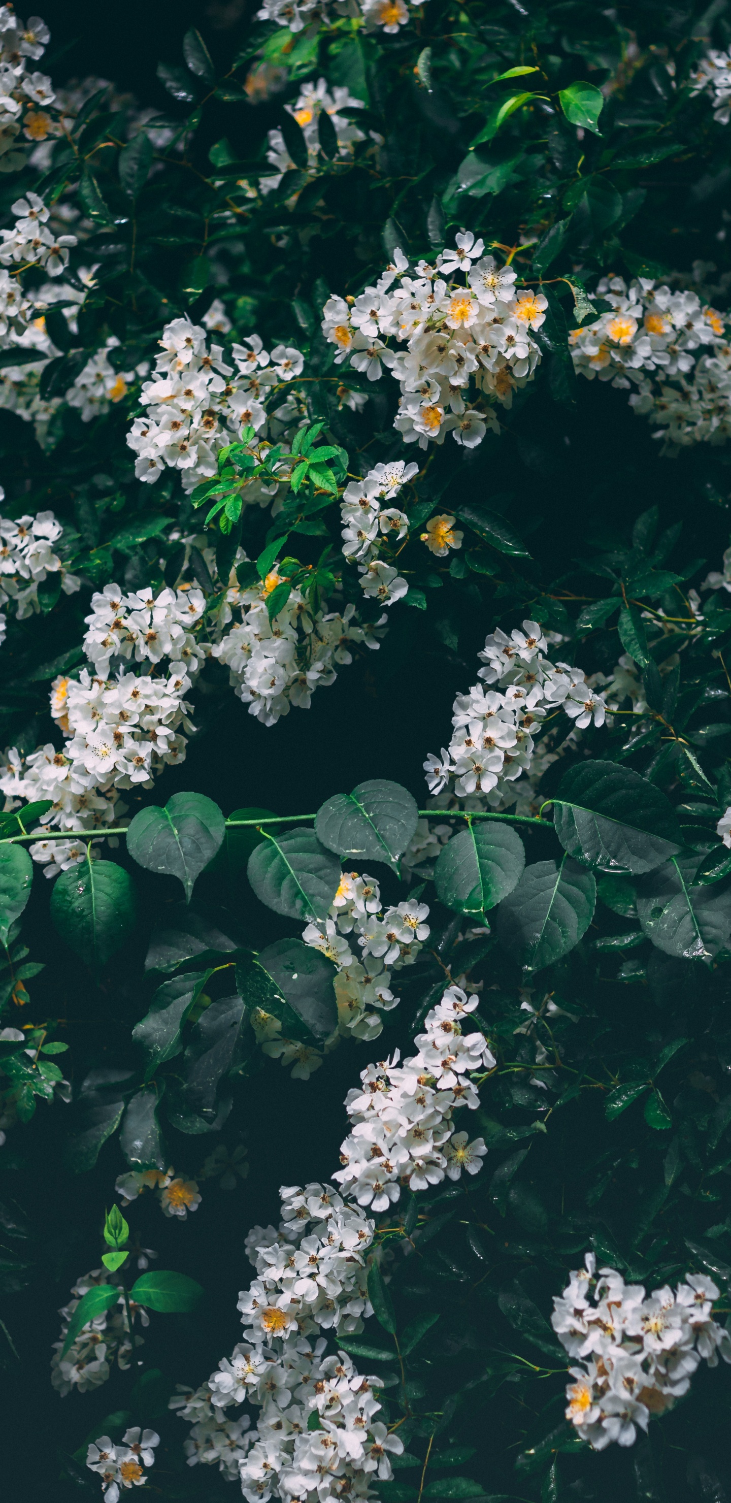 Weiße Blüten Mit Grünen Blättern. Wallpaper in 1440x2960 Resolution