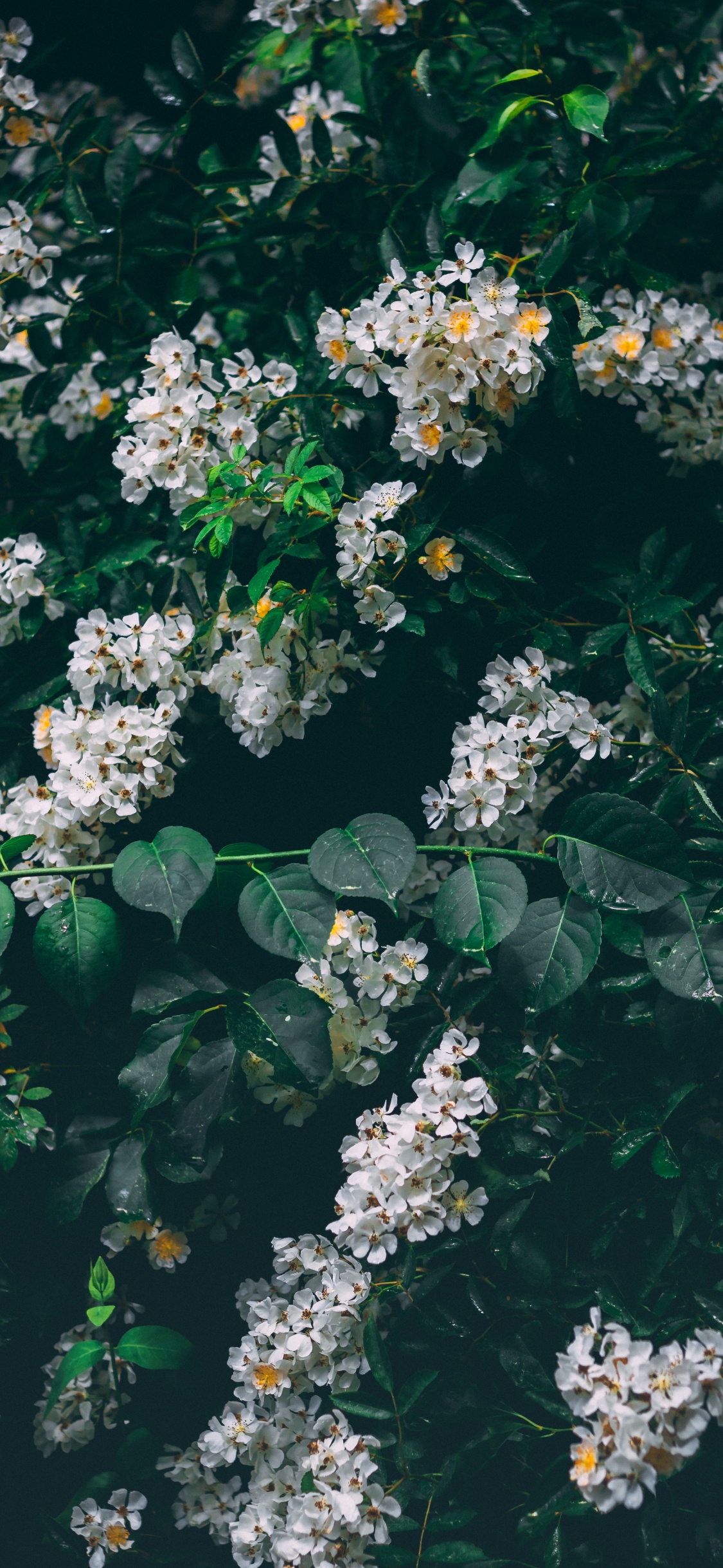 Flores Blancas Con Hojas Verdes. Wallpaper in 1125x2436 Resolution