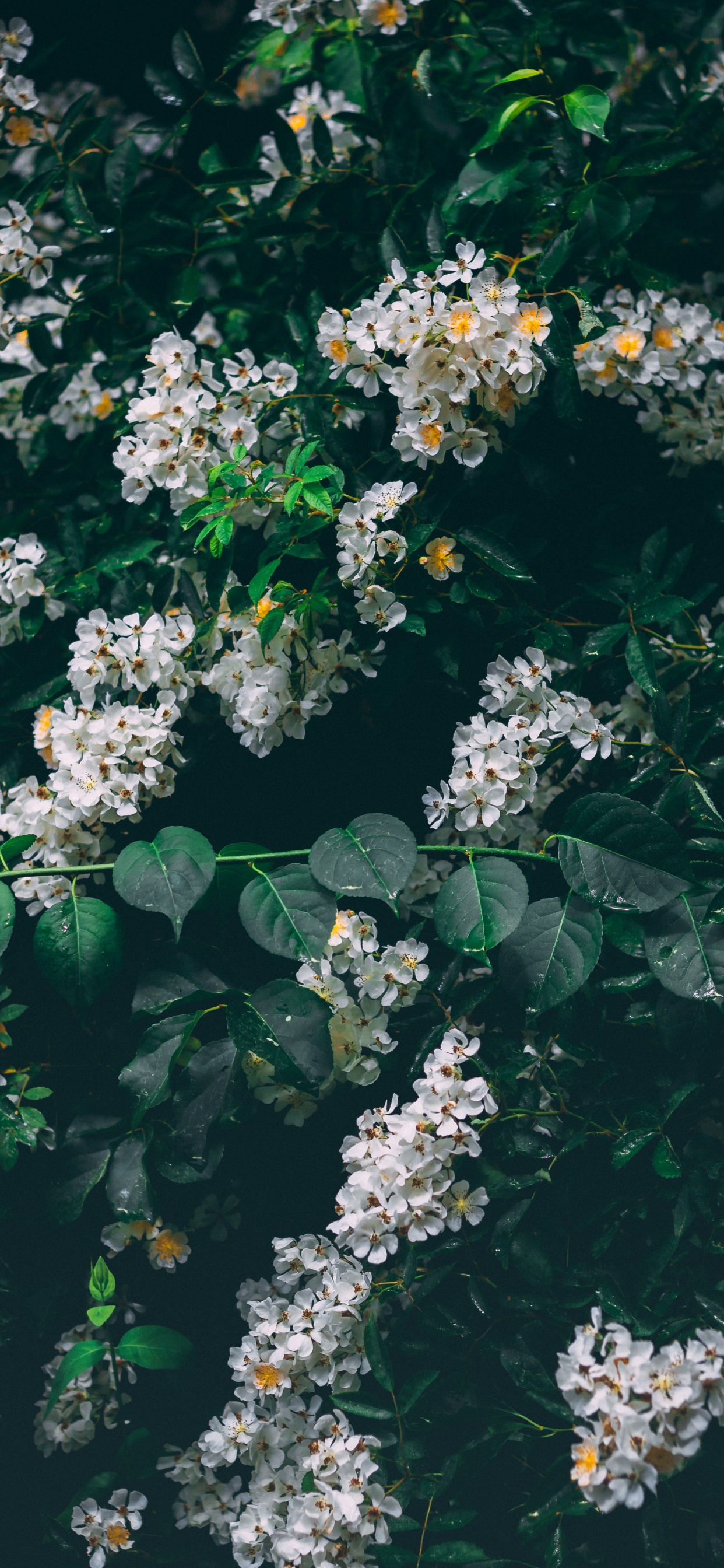 Flores Blancas Con Hojas Verdes. Wallpaper in 1242x2688 Resolution