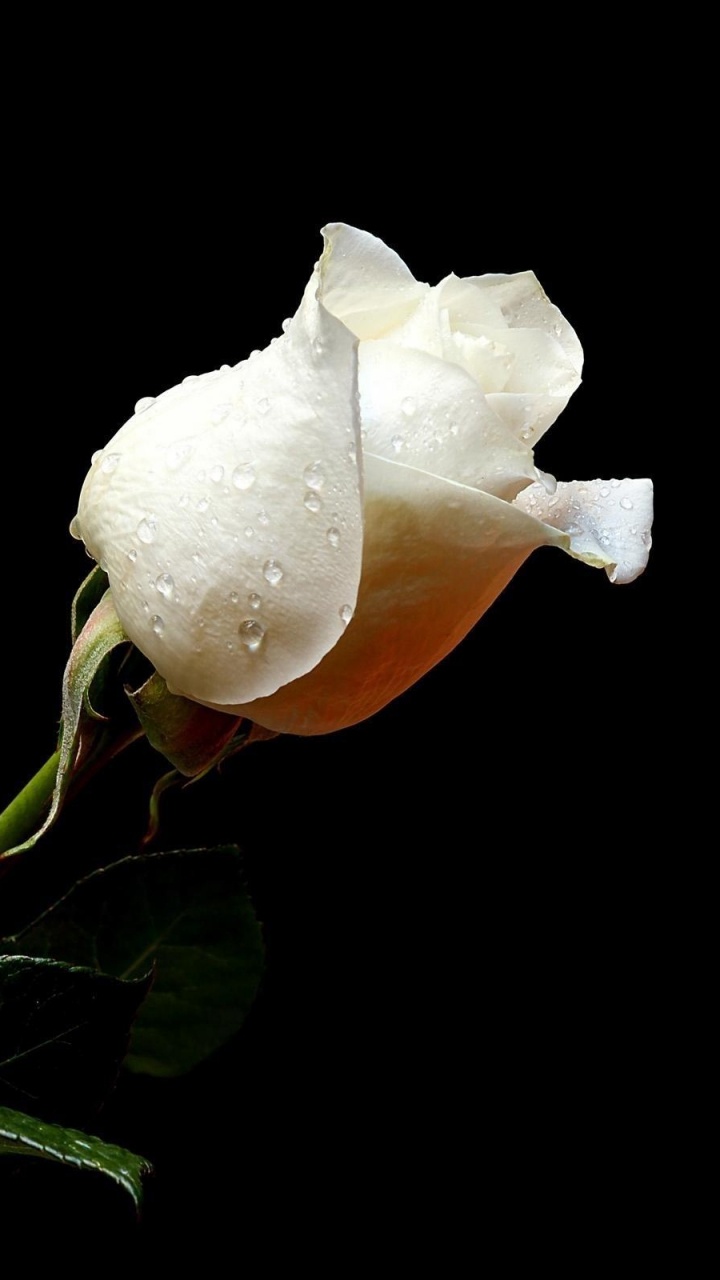 Weiße Rose Mit Grünen Blättern. Wallpaper in 720x1280 Resolution
