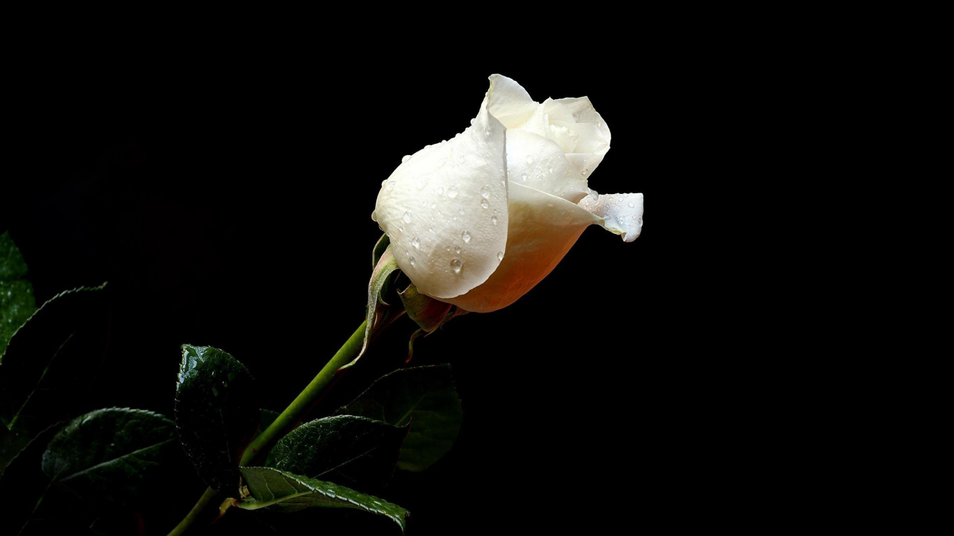 White Rose With Green Leaves. Wallpaper in 1366x768 Resolution