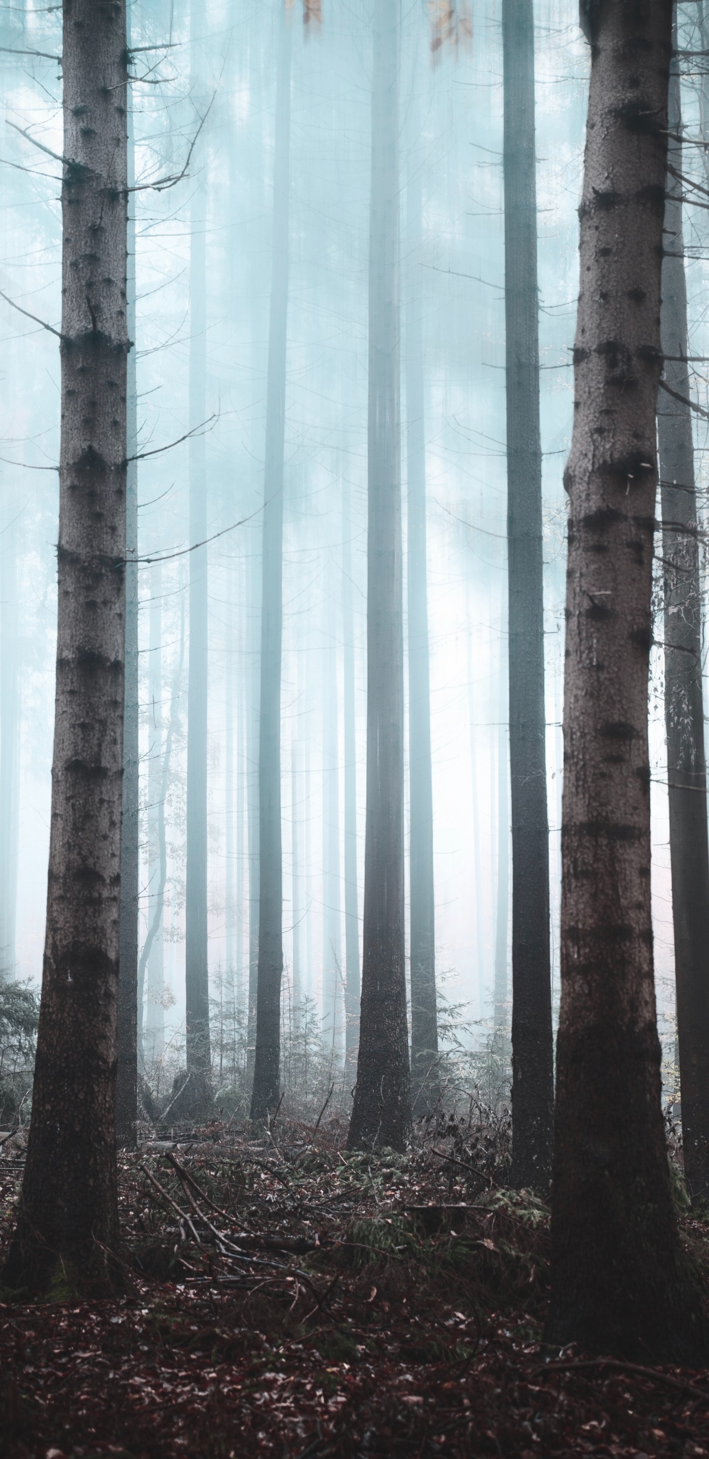 Wald, Baum, Natur, Natürlichen Umgebung, Nördlichen Hartholz-Wald. Wallpaper in 1440x2960 Resolution