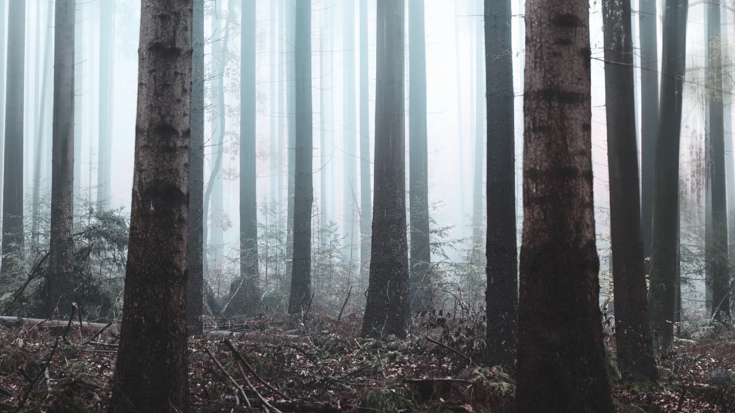 Forest, Tree, Nature, Natural Environment, Northern Hardwood Forest. Wallpaper in 2560x1440 Resolution