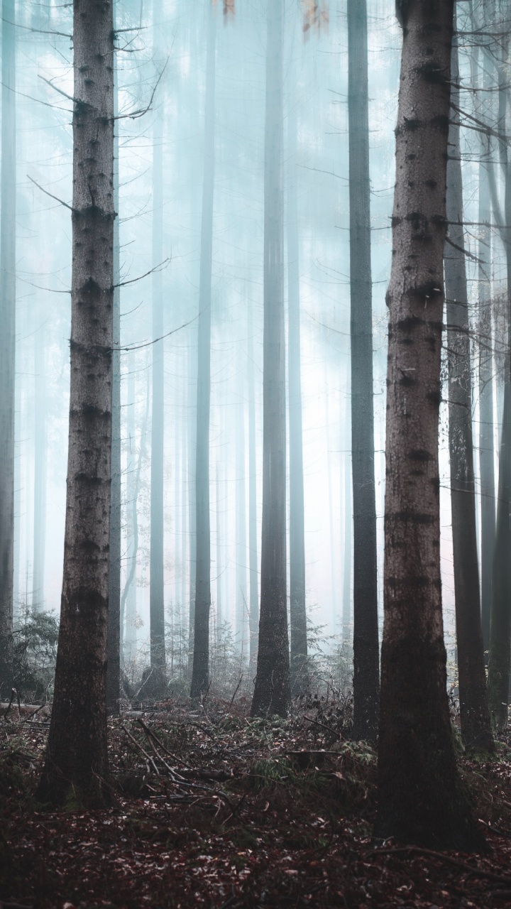 Forest, Tree, Nature, Natural Environment, Northern Hardwood Forest. Wallpaper in 720x1280 Resolution