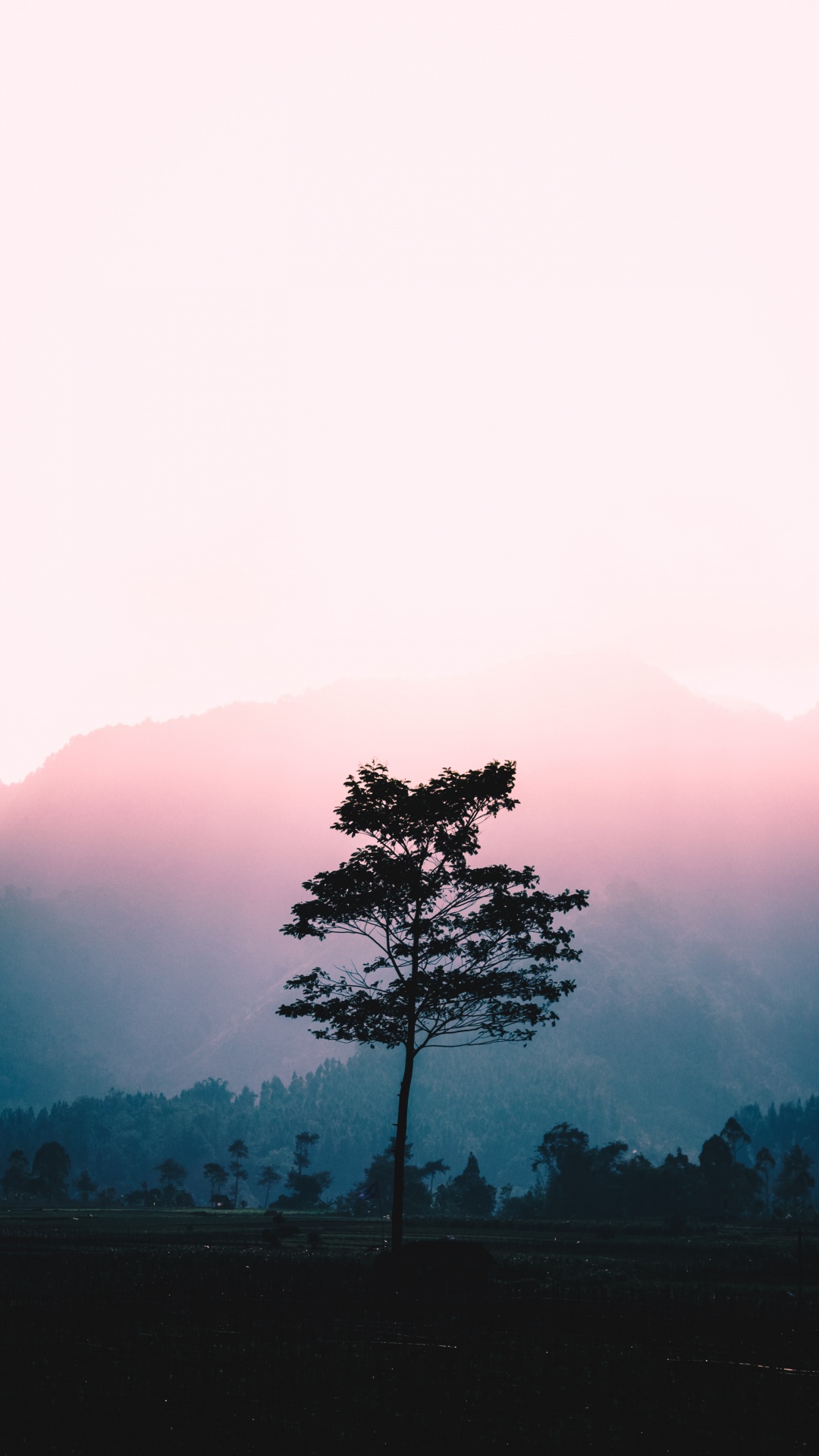 Nature, Tree, Natural Landscape, Morning, Red. Wallpaper in 1080x1920 Resolution