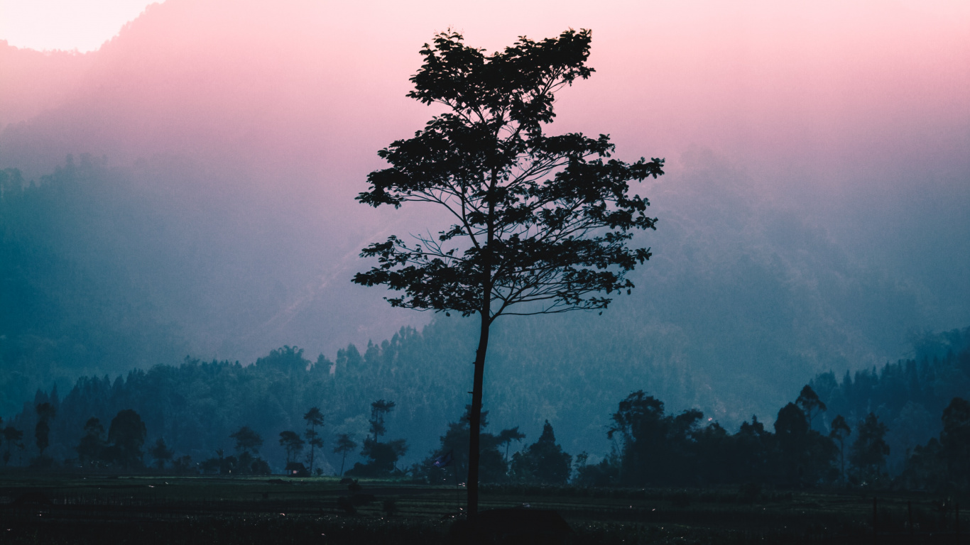 Nature, Tree, Natural Landscape, Morning, Red. Wallpaper in 1366x768 Resolution