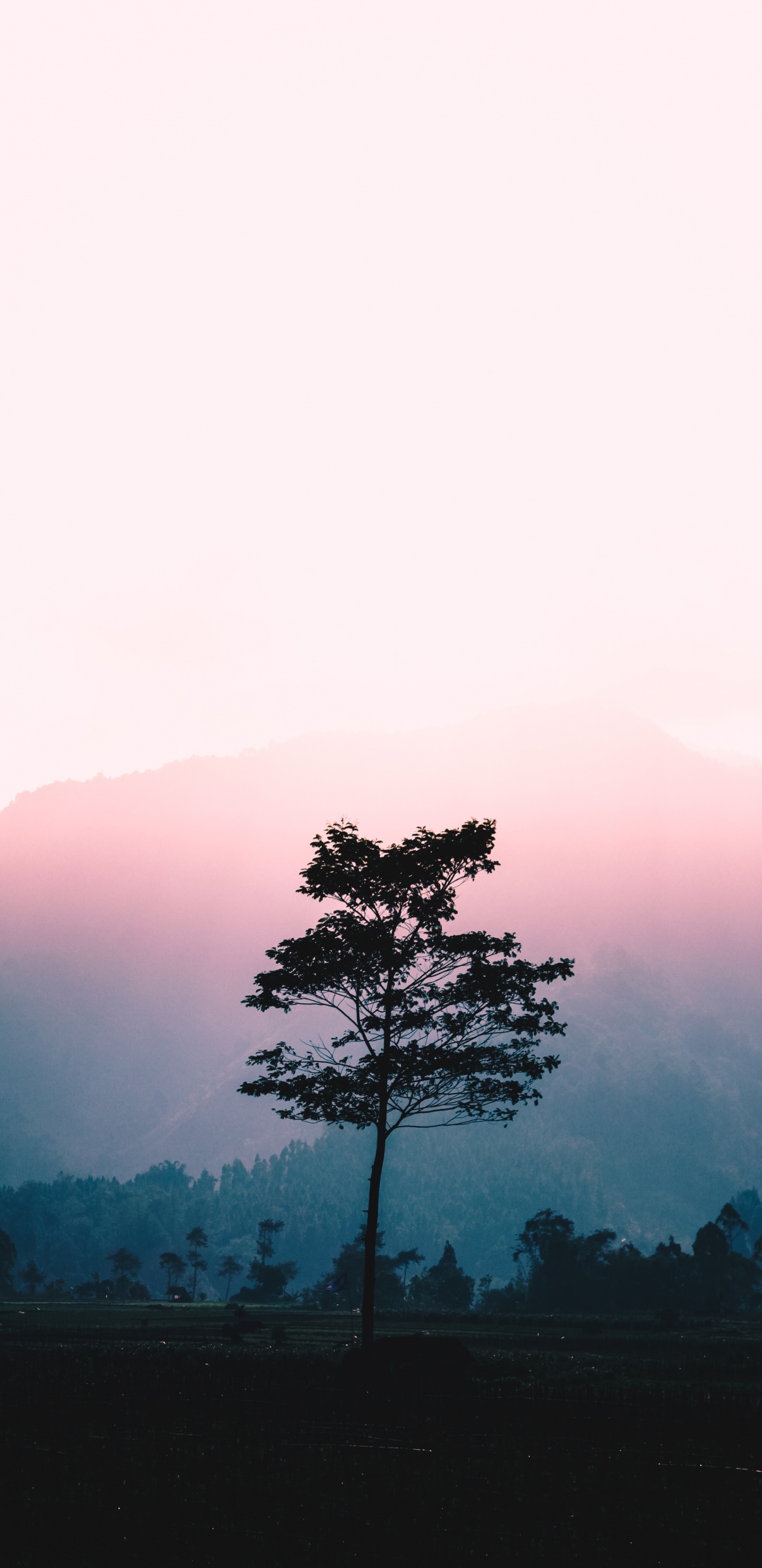Nature, Tree, Natural Landscape, Morning, Red. Wallpaper in 1440x2960 Resolution