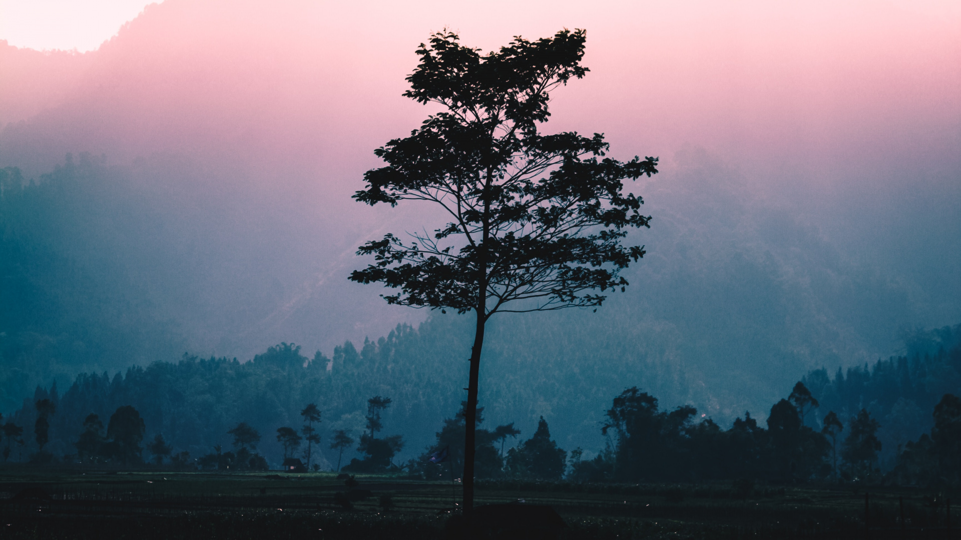 Nature, Tree, Natural Landscape, Morning, Red. Wallpaper in 1920x1080 Resolution