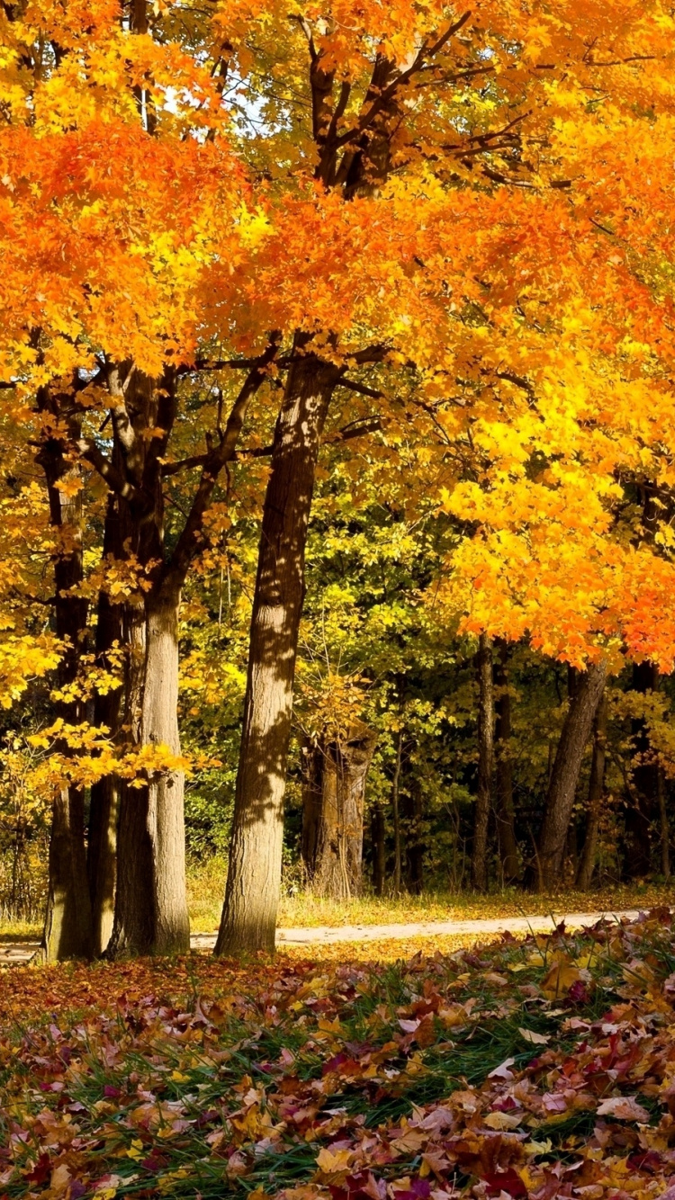 Feuilles Brunes et Jaunes au Sol. Wallpaper in 750x1334 Resolution