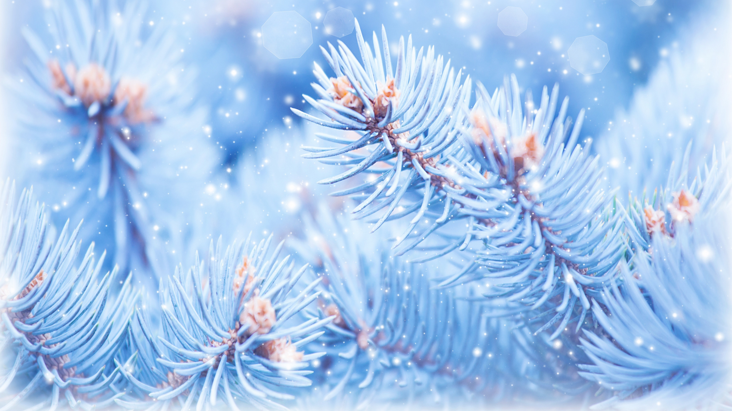 Fir, 云杉, 冬天, 关闭了, 天空 壁纸 2560x1440 允许