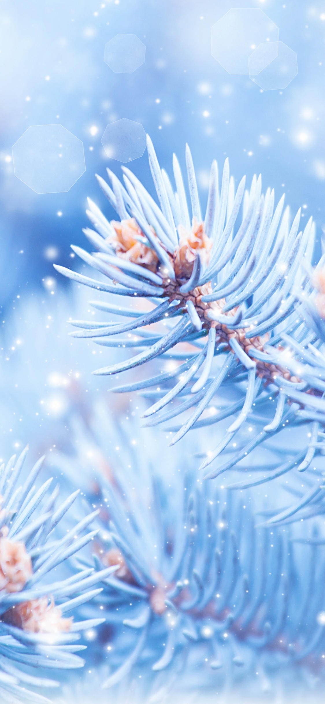 Braune Pflanze Mit Wassertropfen. Wallpaper in 1125x2436 Resolution