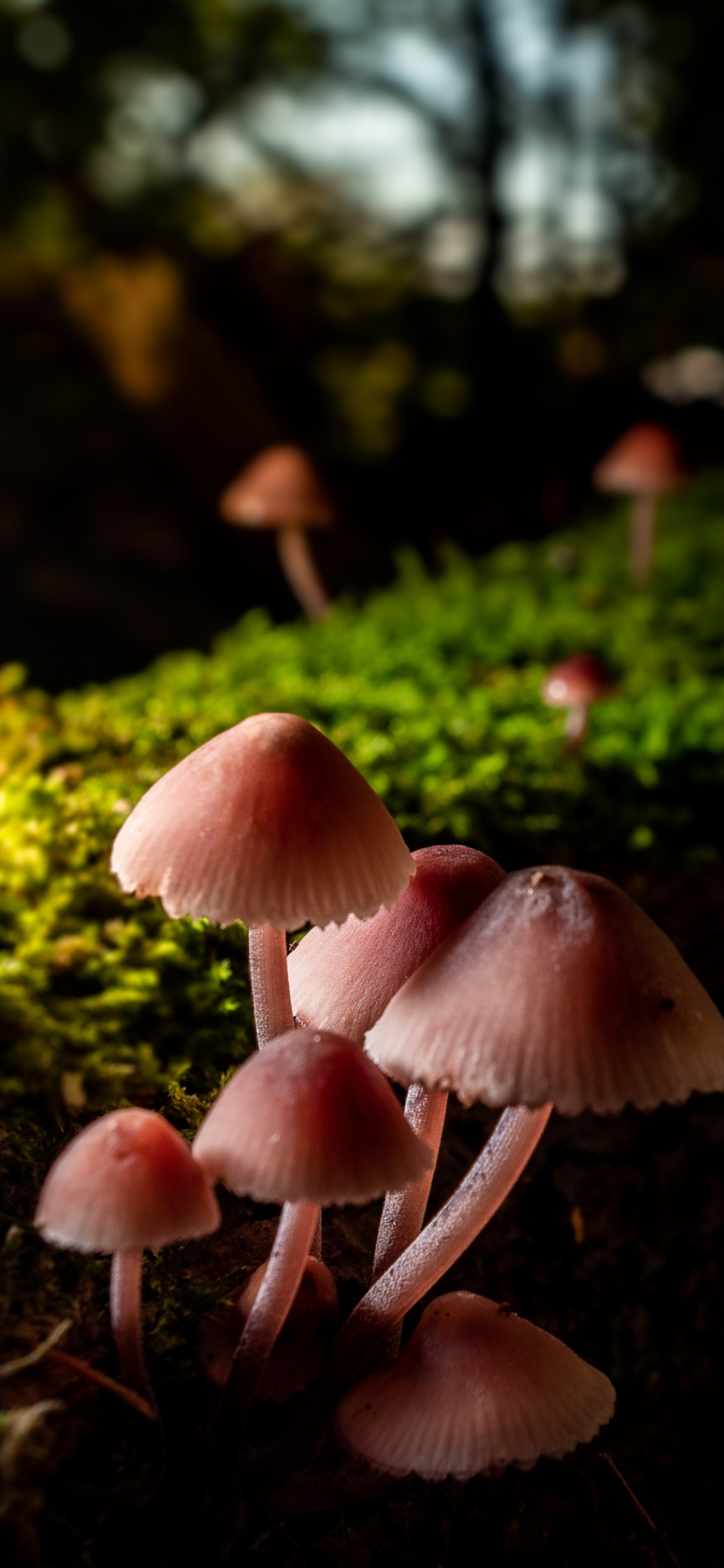 关闭了, 儿童, 光, 性质, 草 壁纸 1125x2436 允许