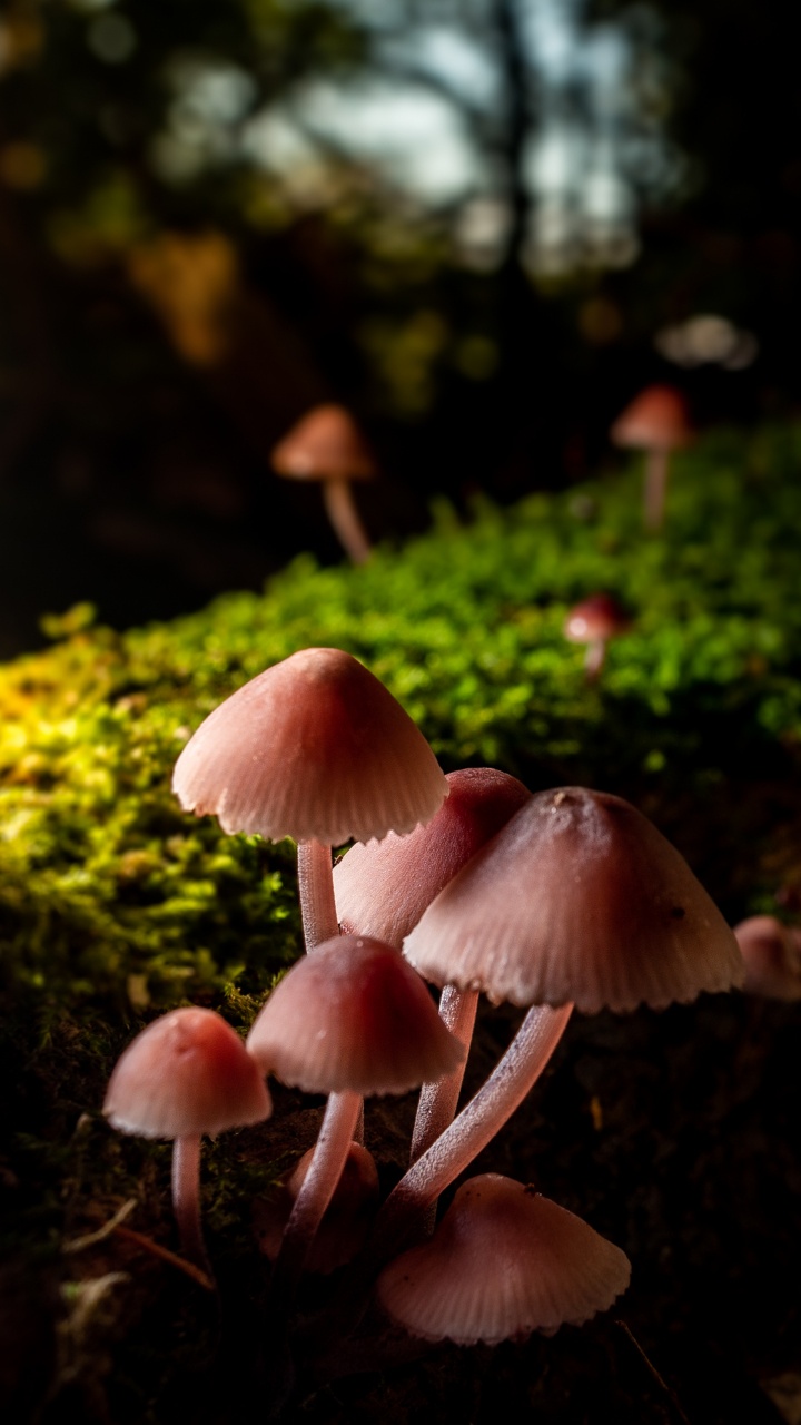 关闭了, 儿童, 光, 性质, 草 壁纸 720x1280 允许