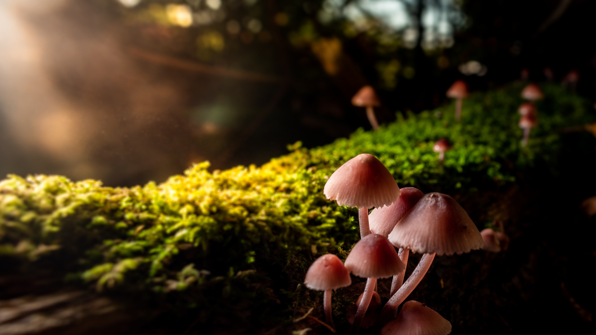 Close Up, Kind, Licht, Natur, Gras. Wallpaper in 1920x1080 Resolution